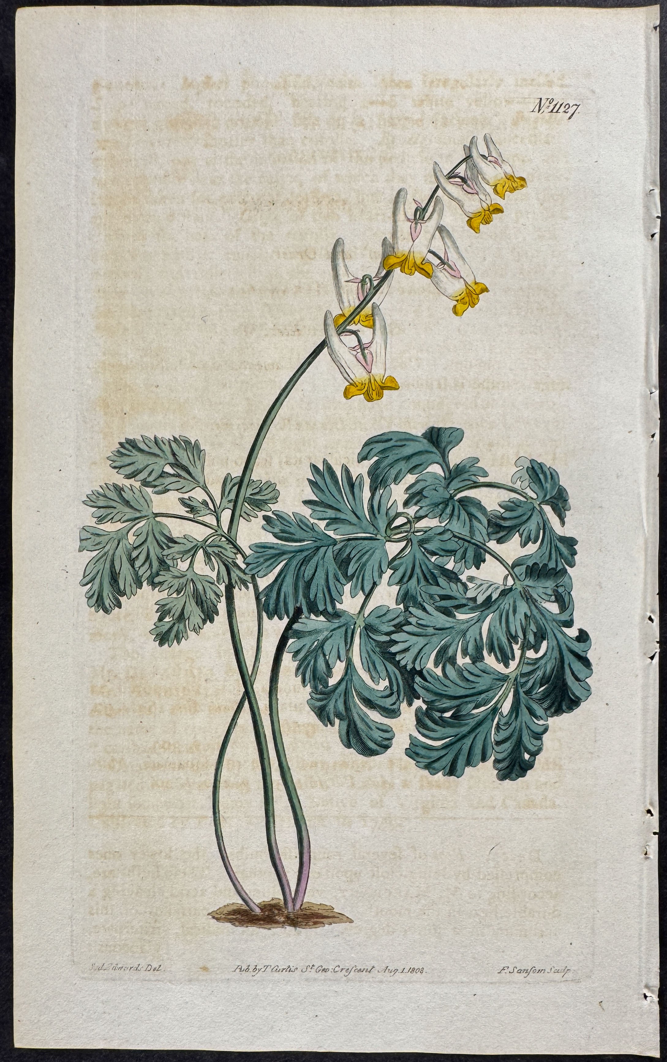 Two-spurred Fumitory