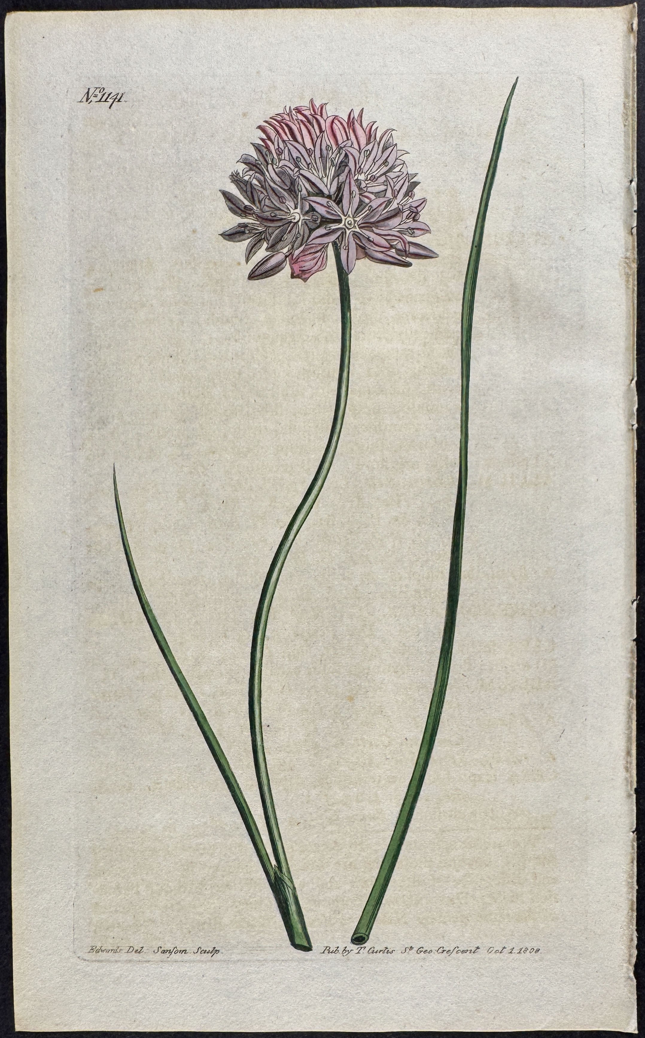 Larger Chives