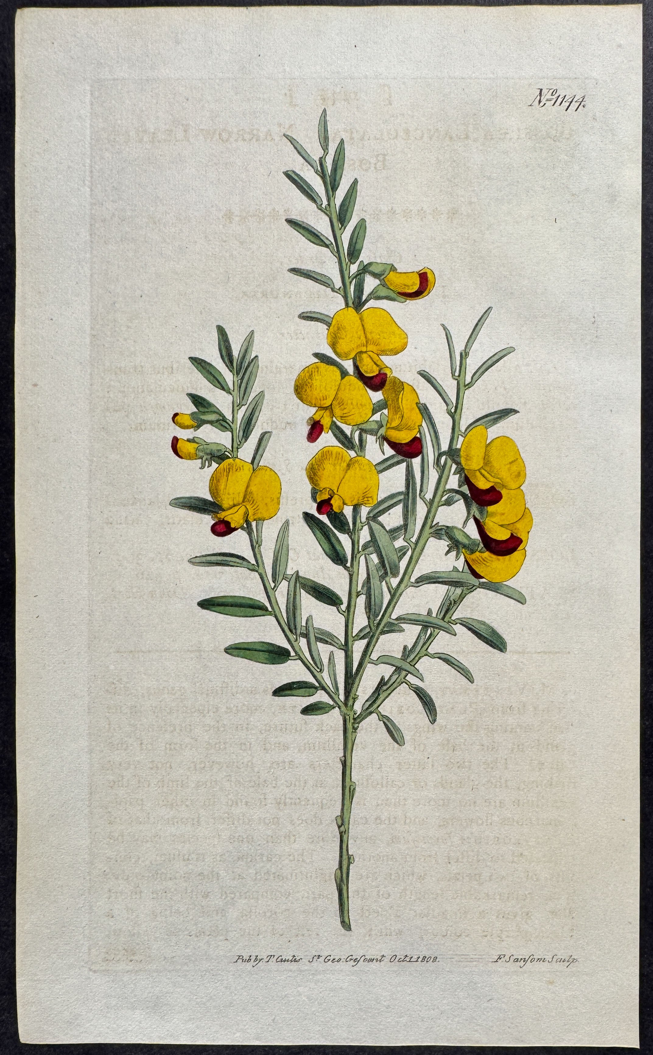 Narrow-leaved Dossiaea