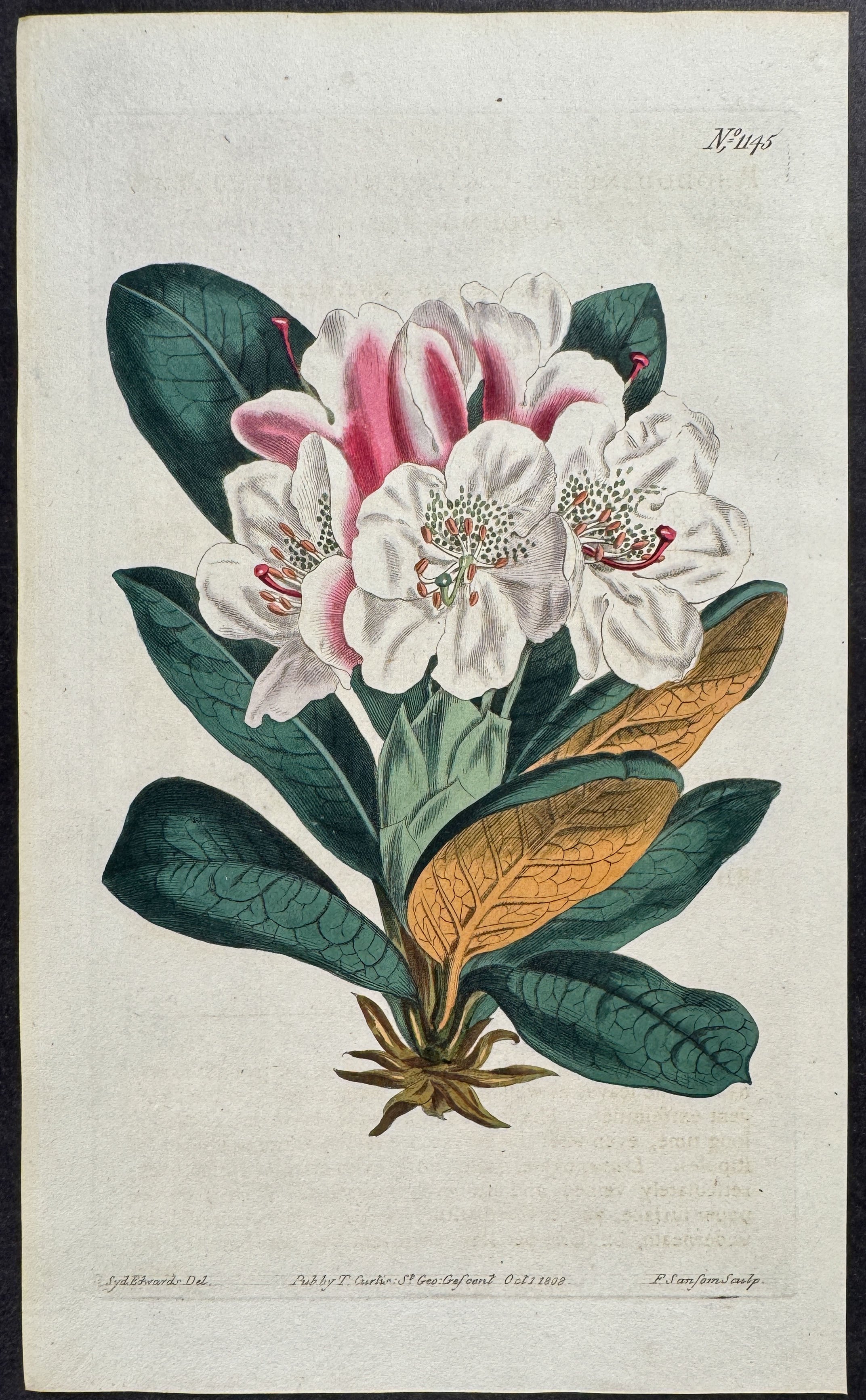 Caucasian Rhododendron