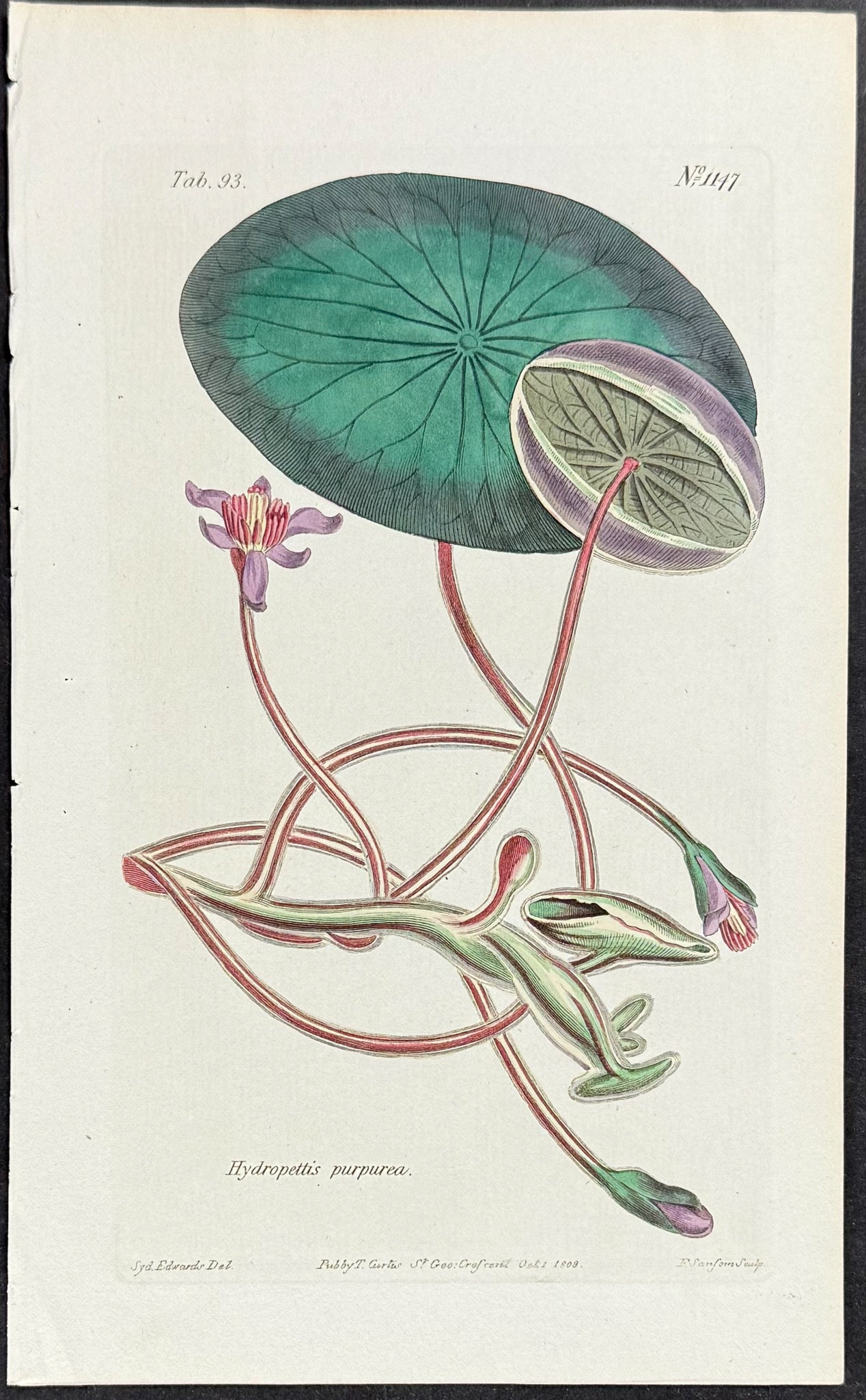 Venus's Pride [Hydropettis purpurea]