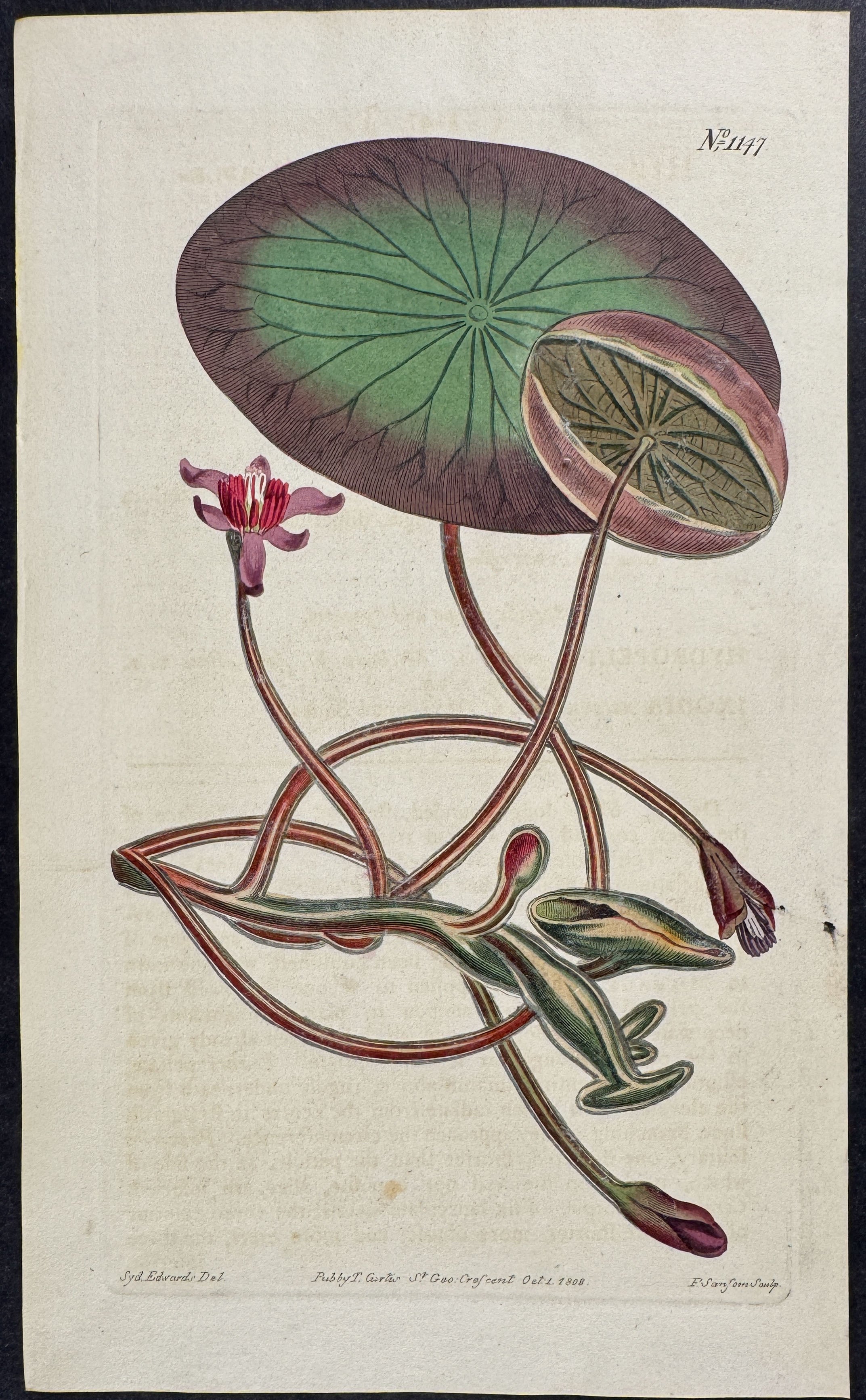 Purple-Flowered Hydropeltis
