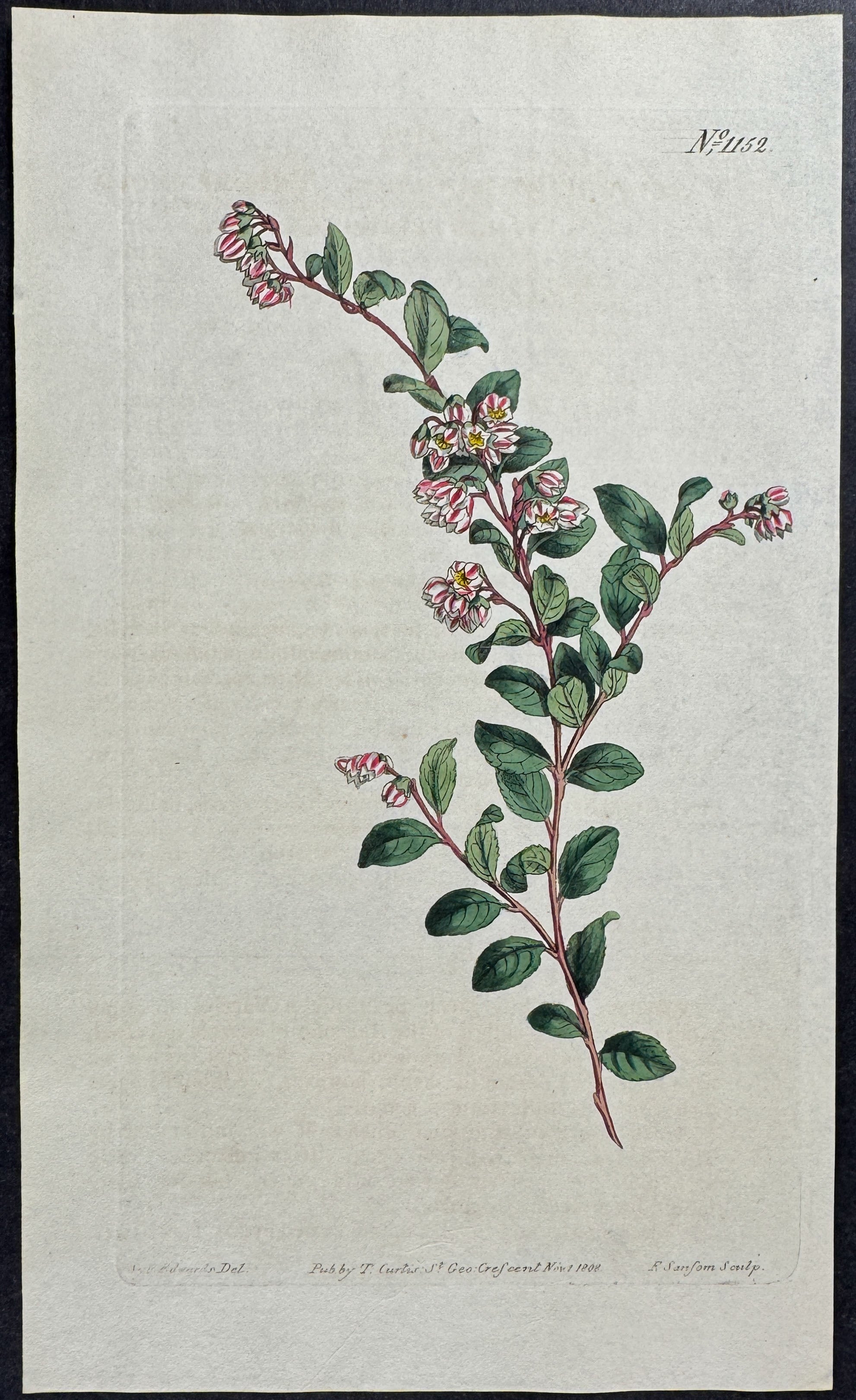 Thick-leaved Whortle-Berry