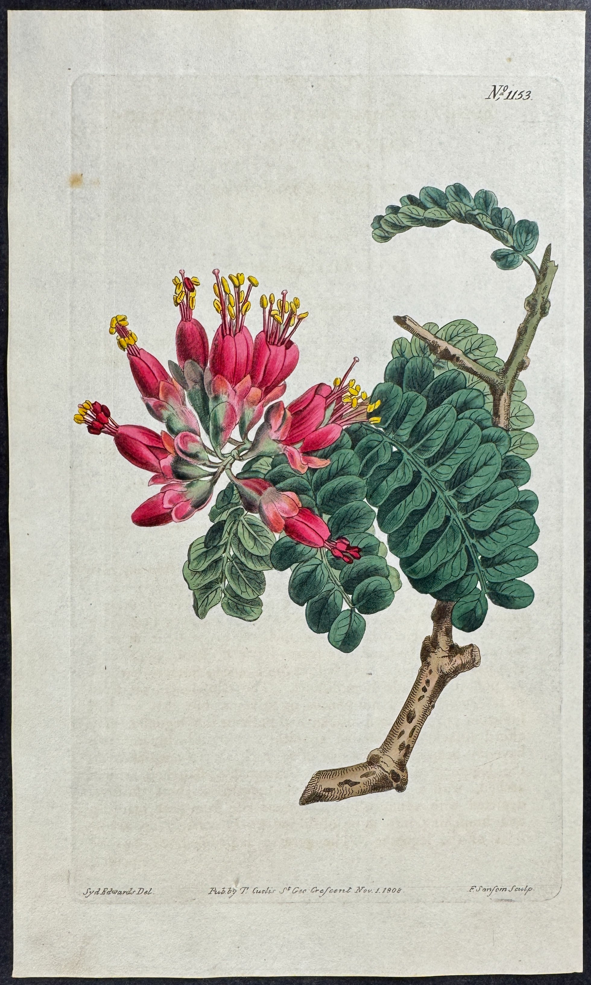 Broad-leaved Schotia