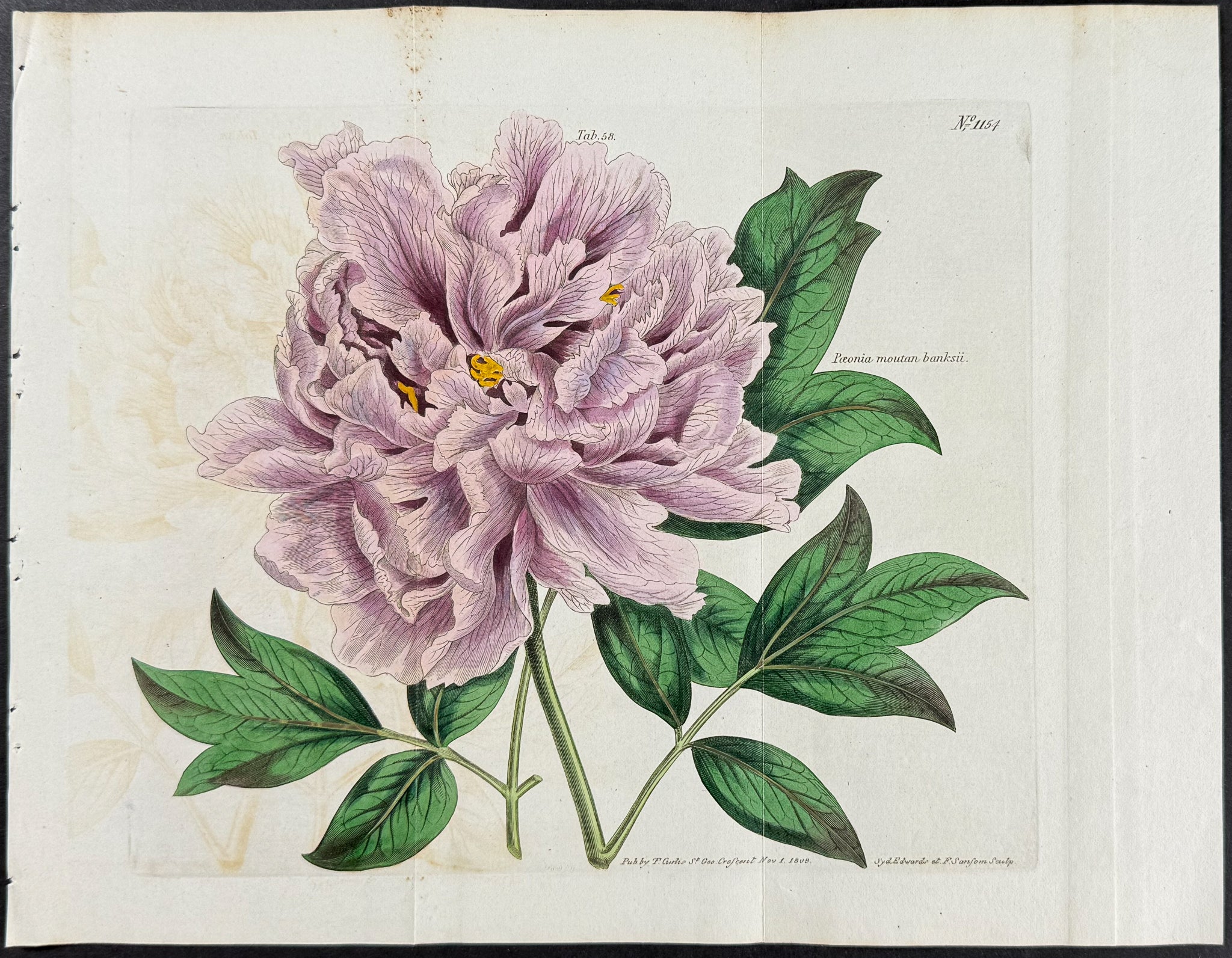 Peony [Paeonia moutan banksii]