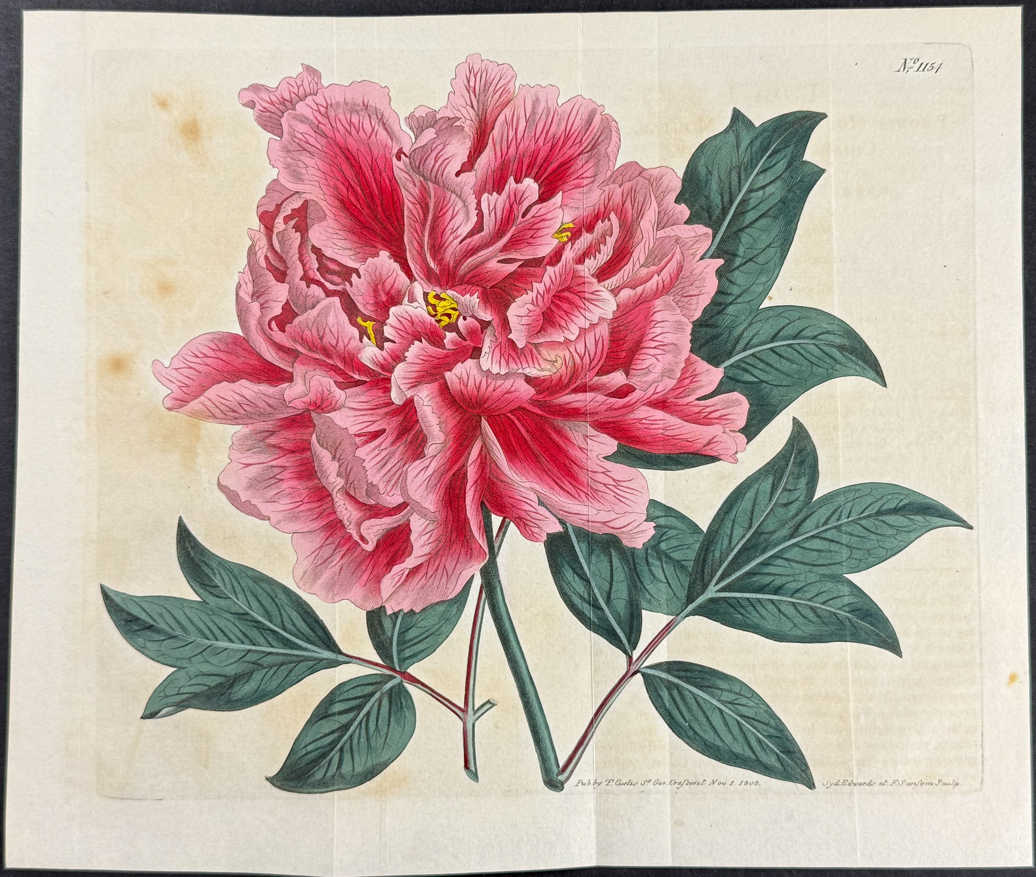 Peony