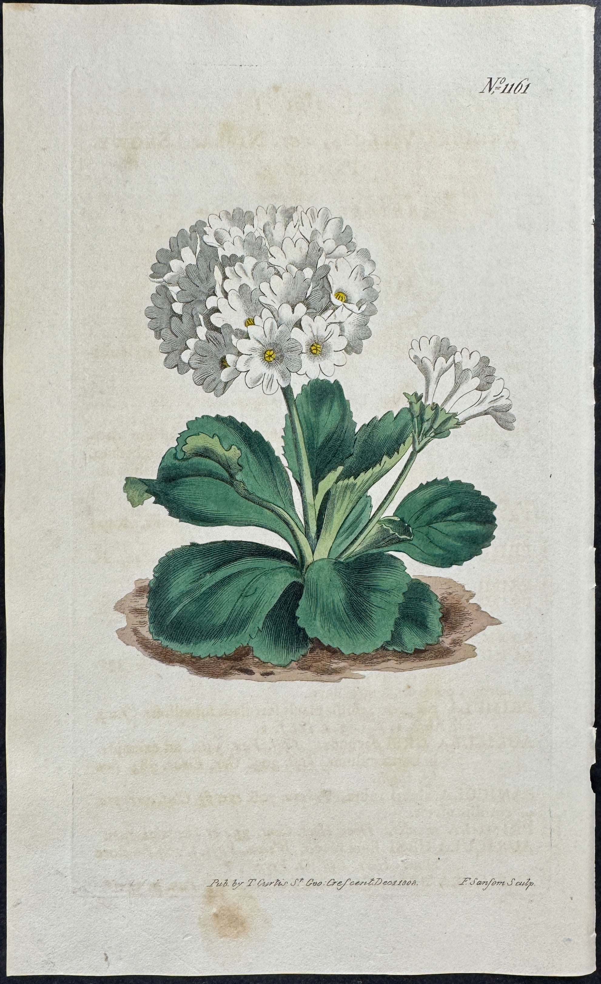 Snoy Primrose
