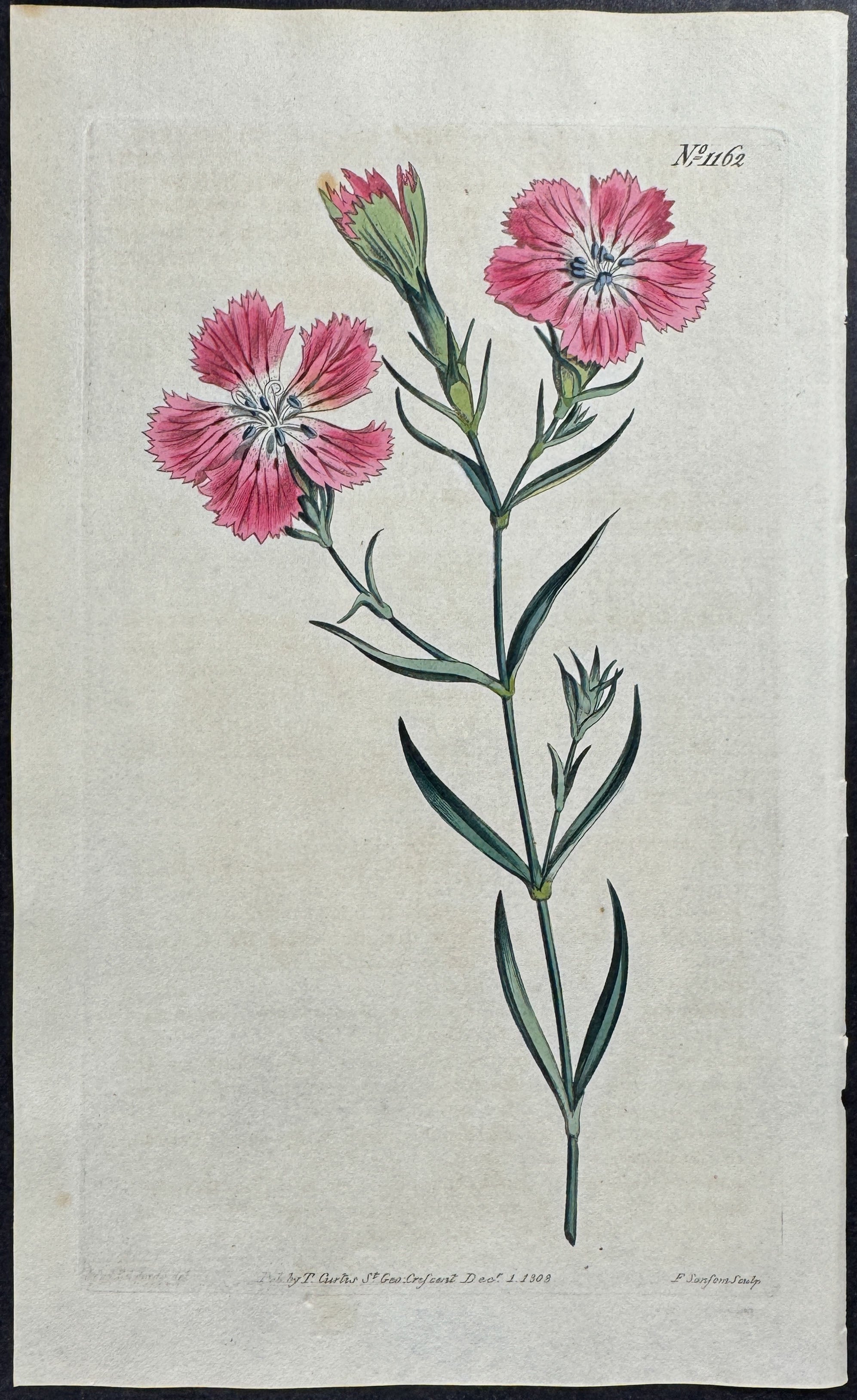 Two-coloured Pink