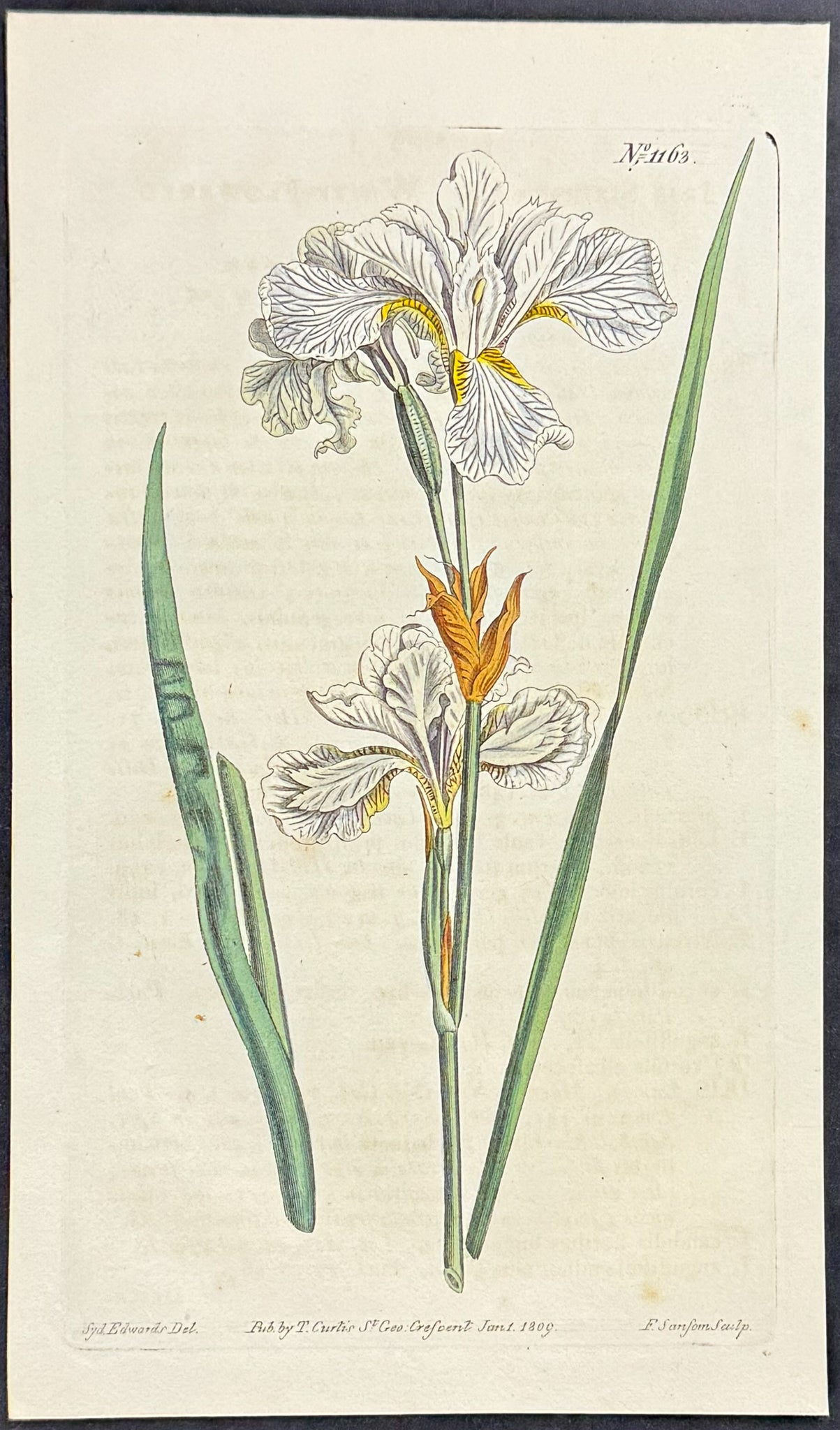 White-flowered Meadow-Flag