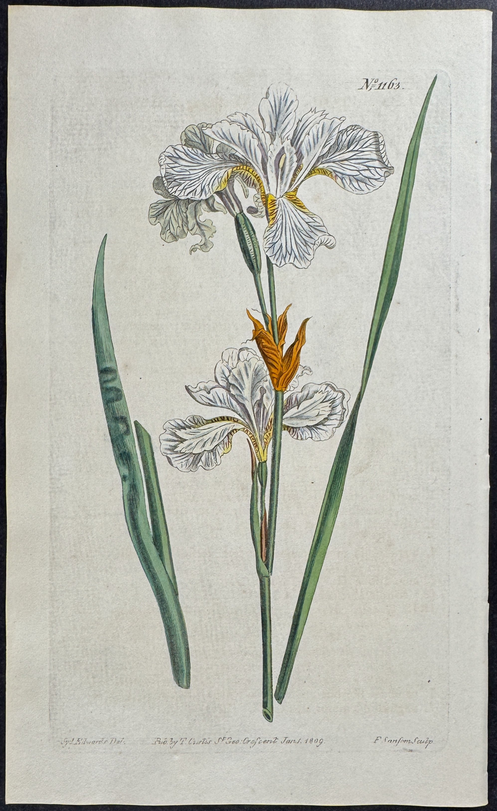 Iris - White-flowered Meadow-Flag