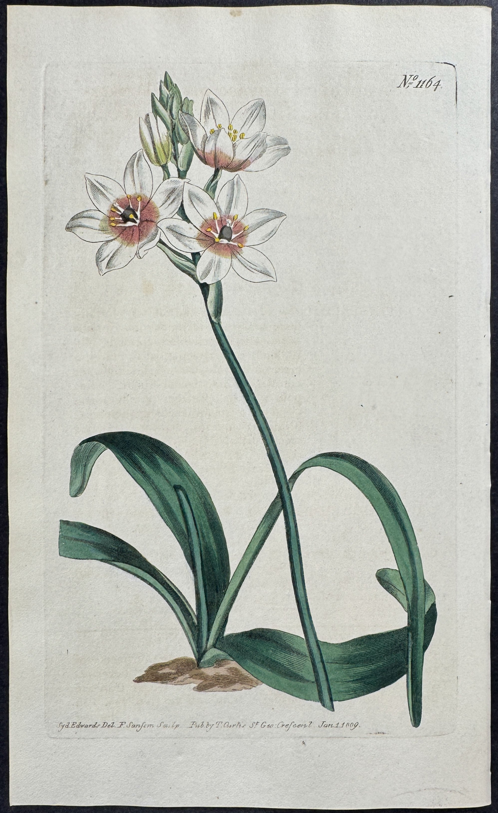 Thyrse-Flowering star of Bethlehem