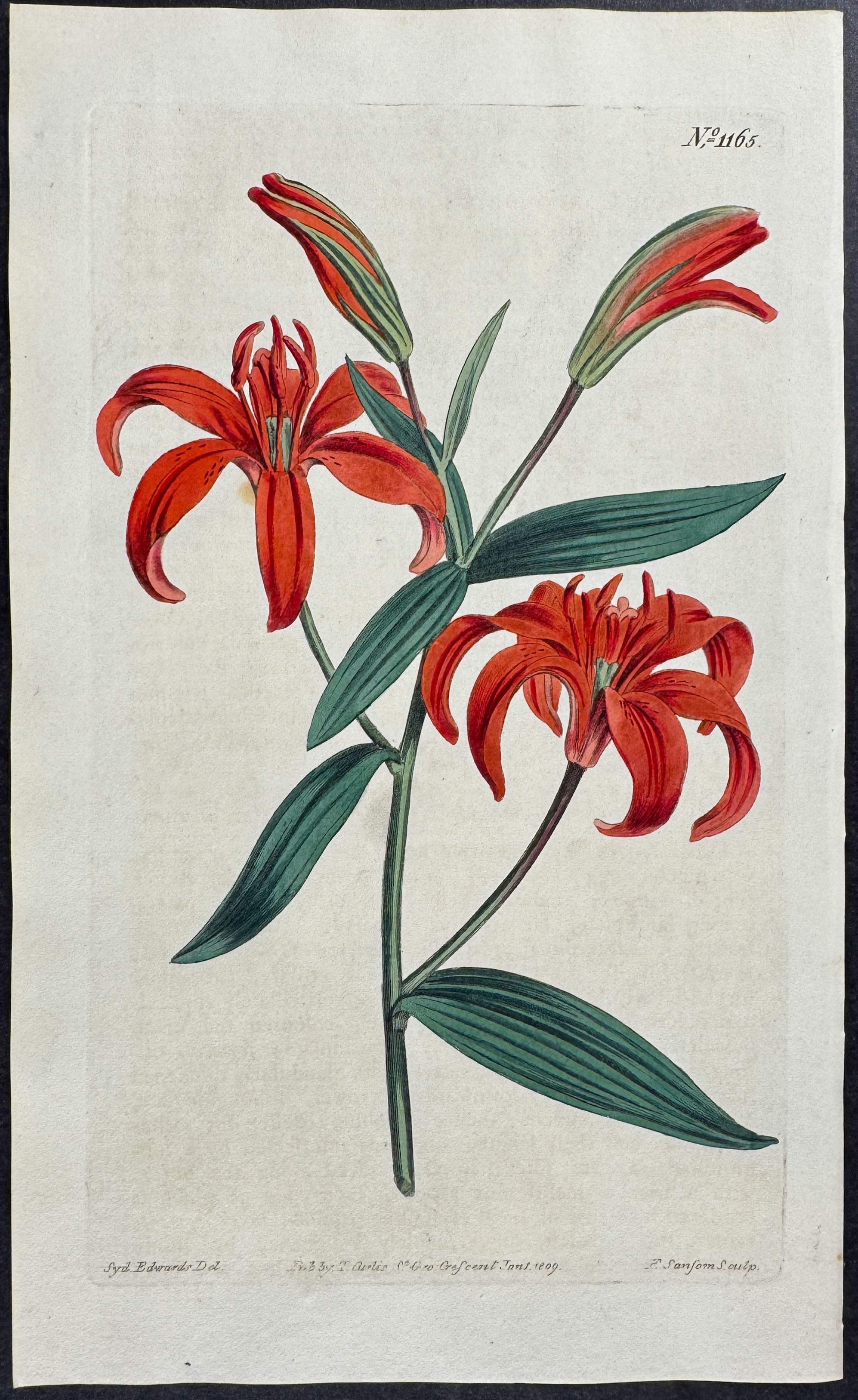 Chinese Orange Lily