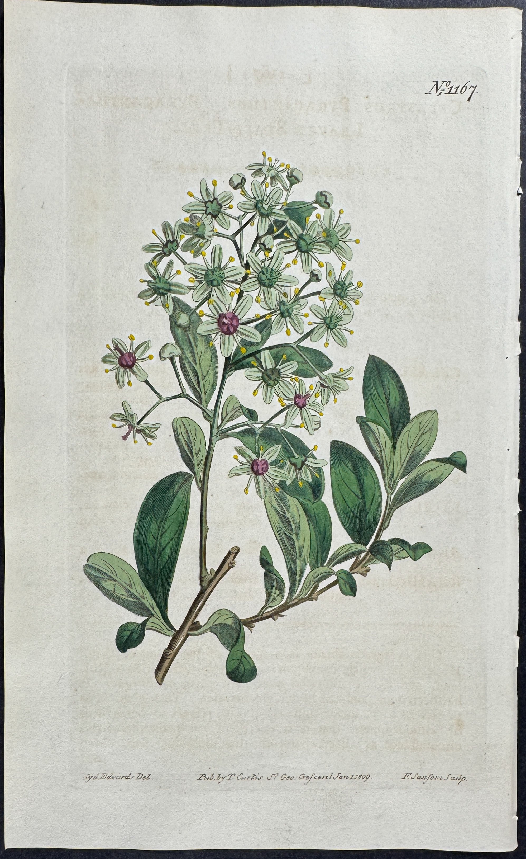 Pyracantha-leaved Staff-tree