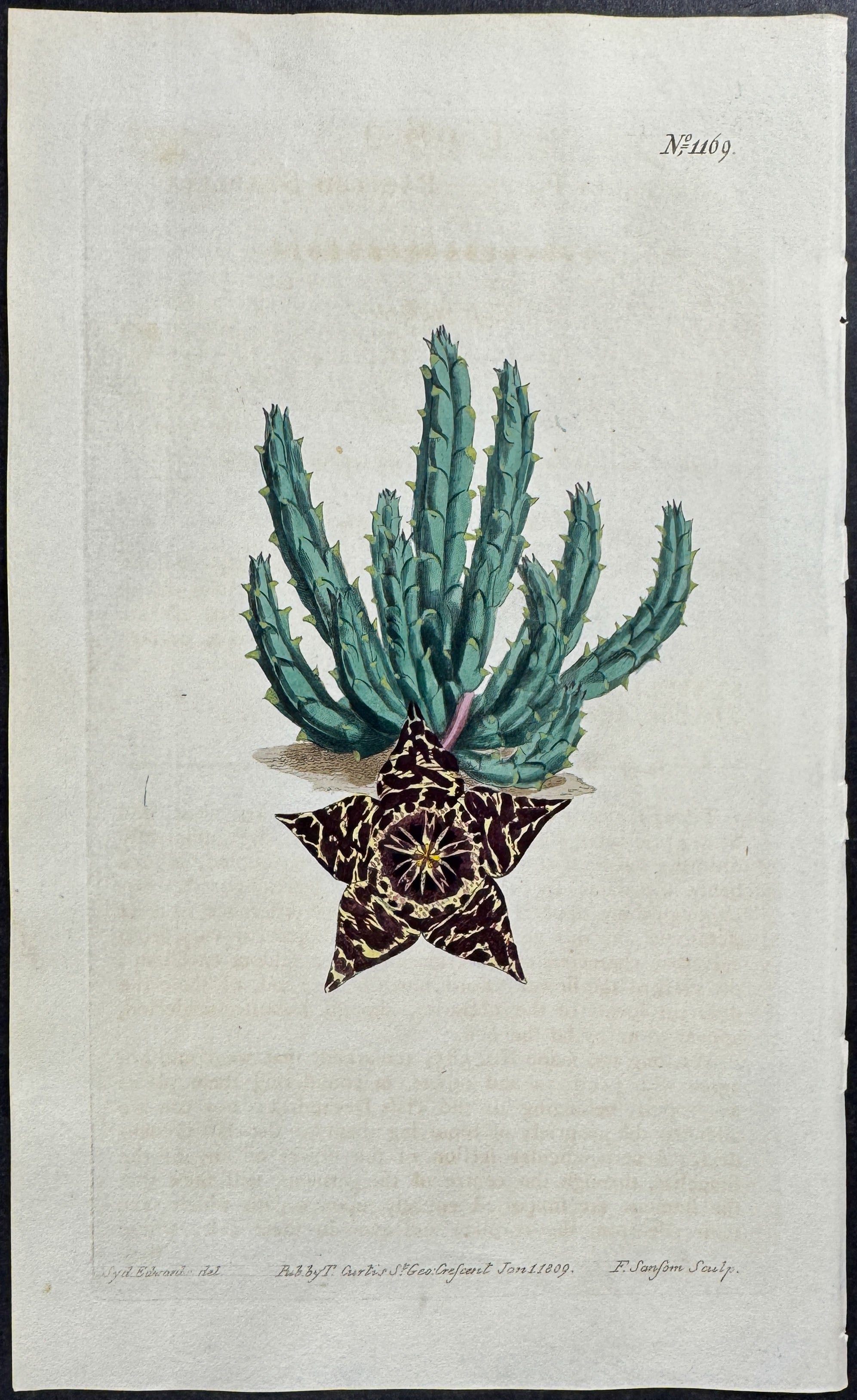 Painted Stapelia or Carrion Flower