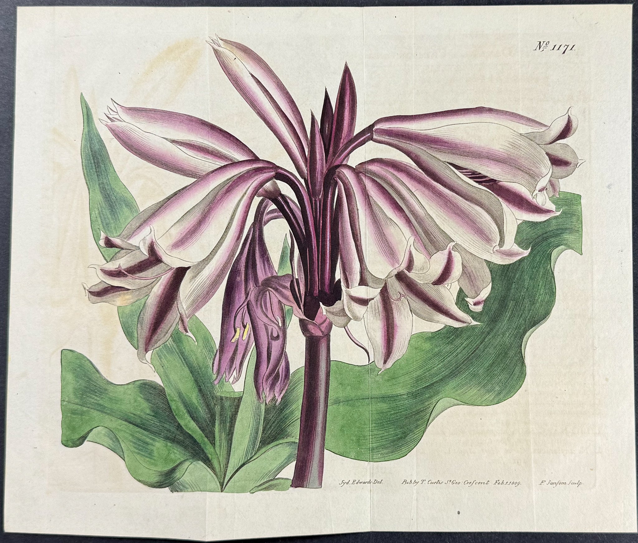 Crimson and White Amaryllis