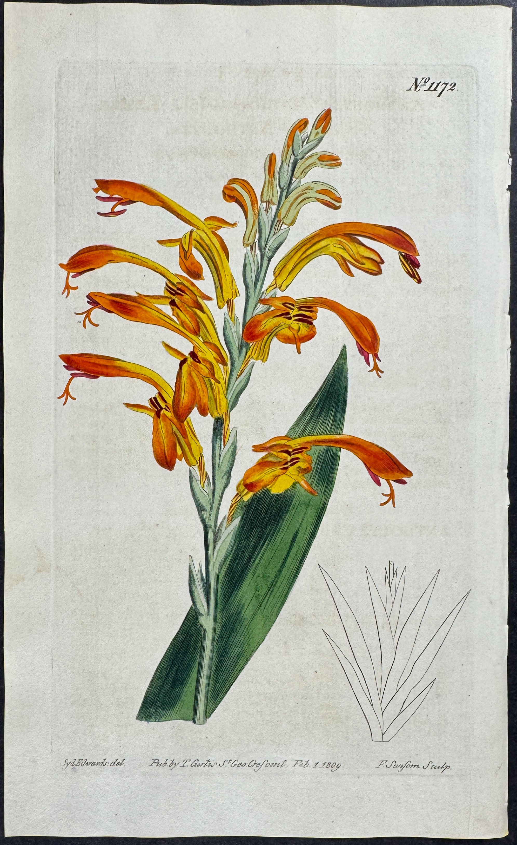 Lesser Scarlet Antholyza