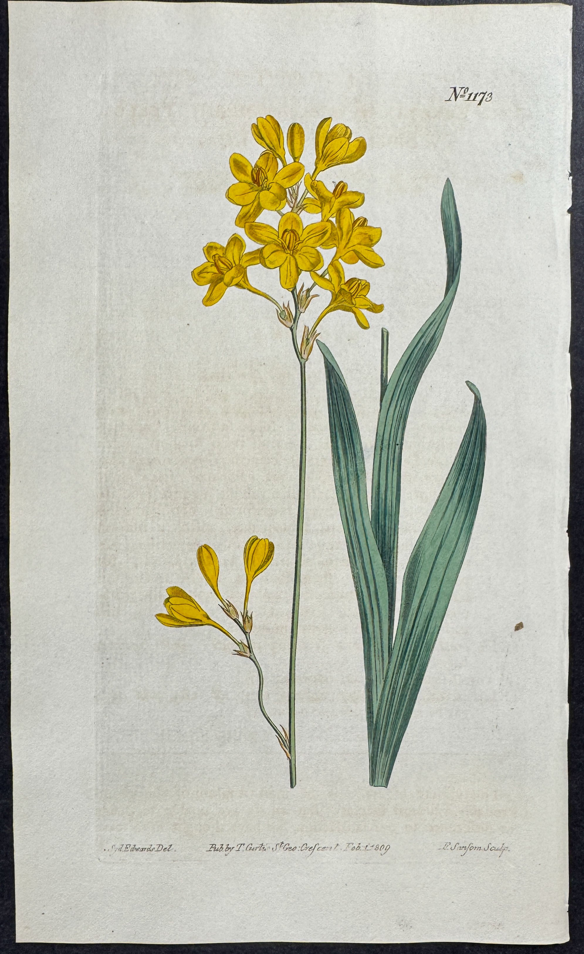 Yellow Sweet-scented Ixia