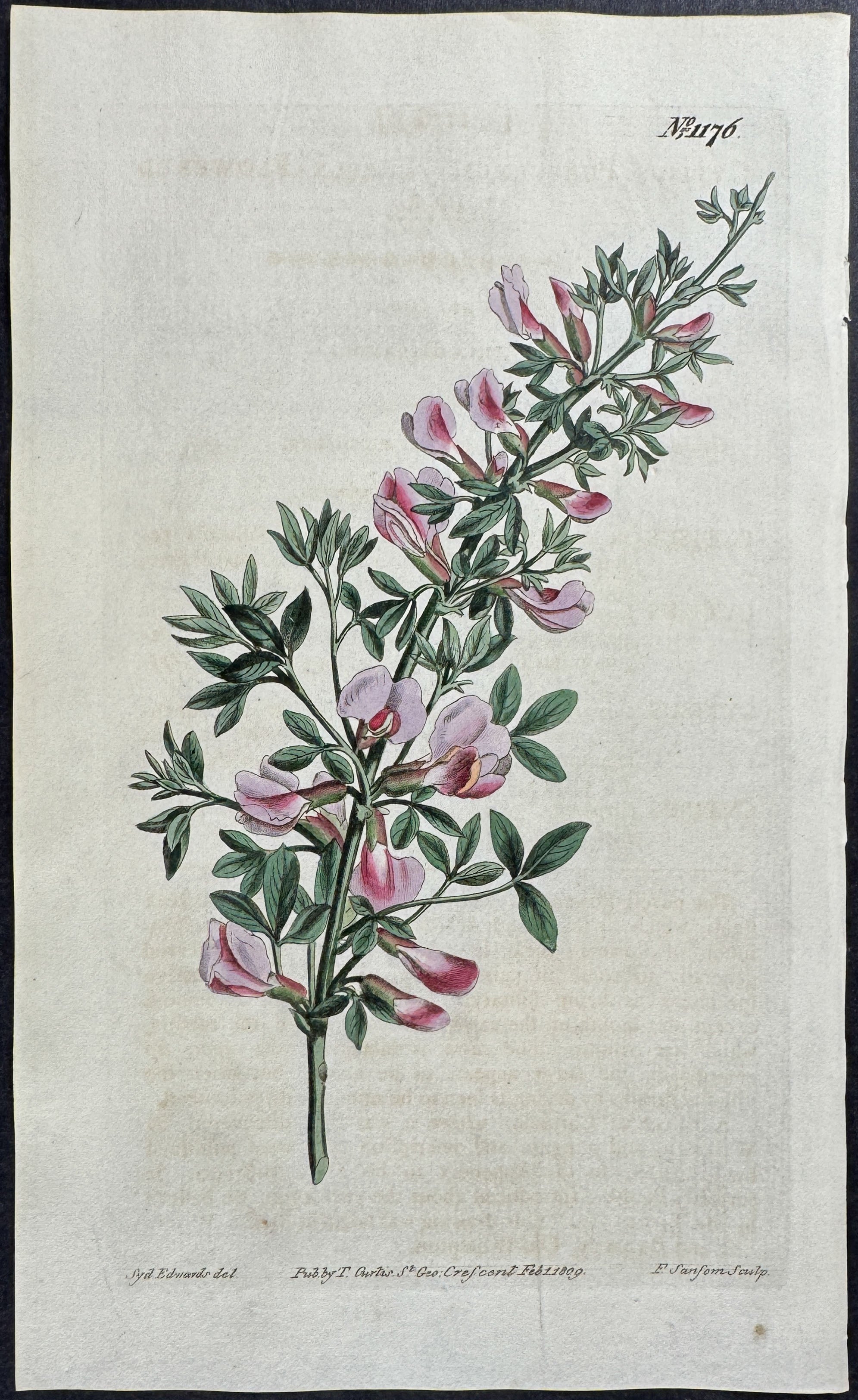 Purple-flowered Cytisus