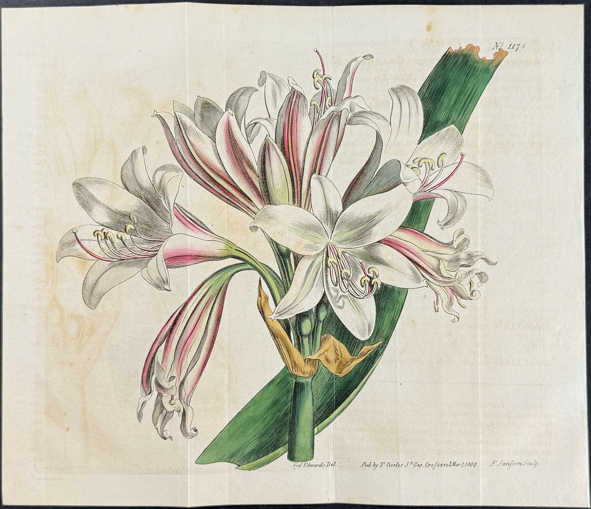 Changeable-flowered Amaryllis