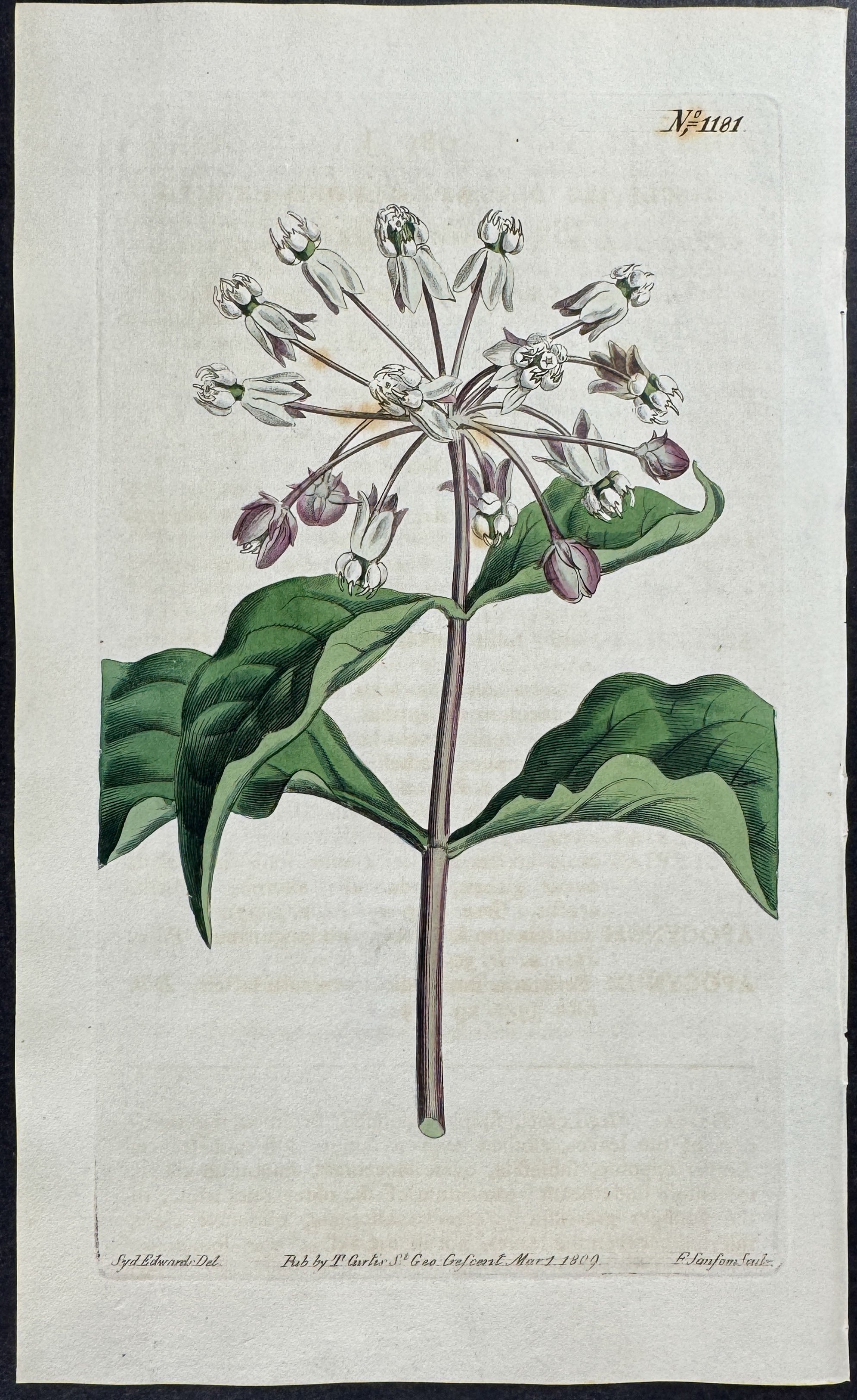 Almond-leaved Swallow-wort