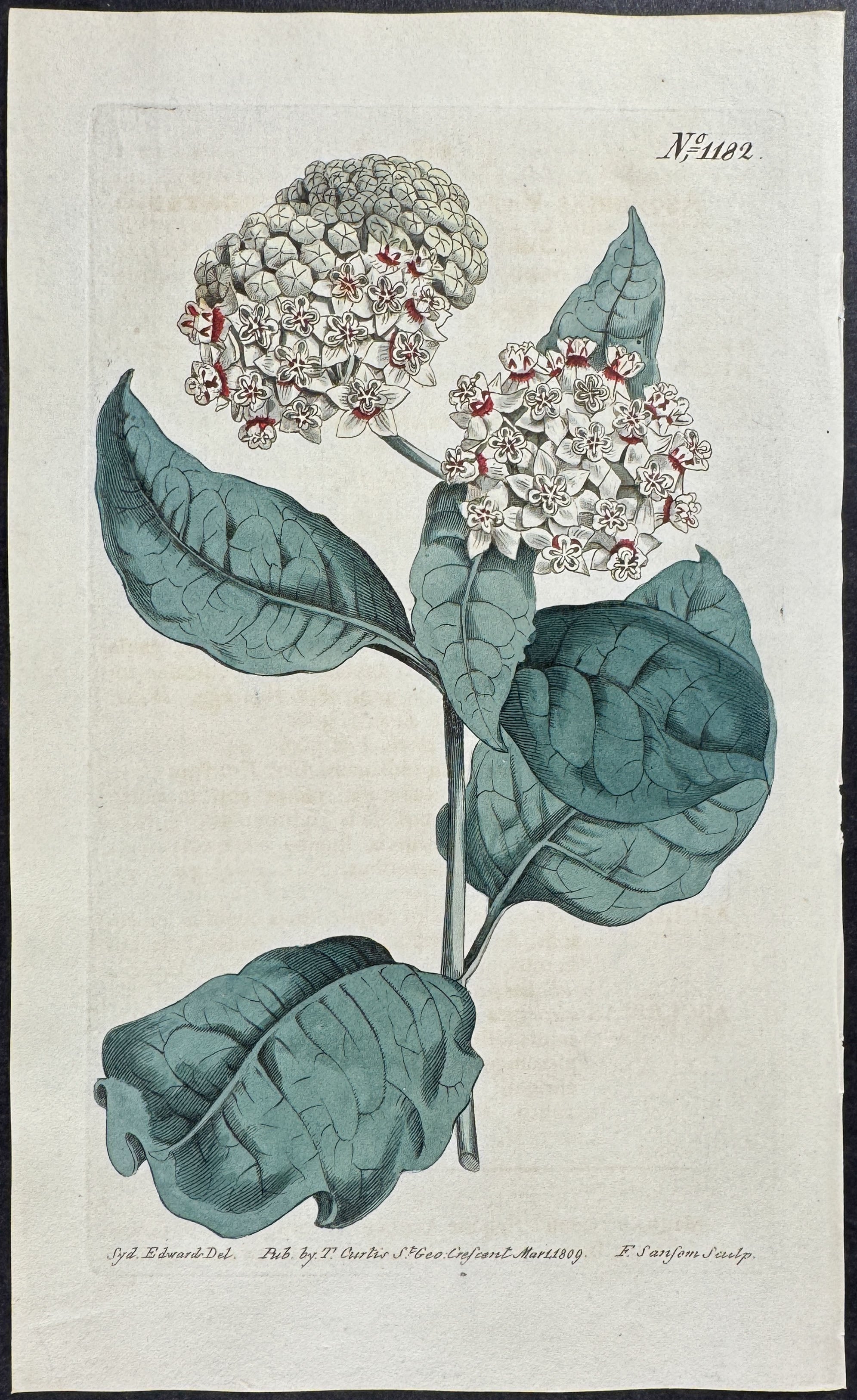 Variegated Swallow-wort