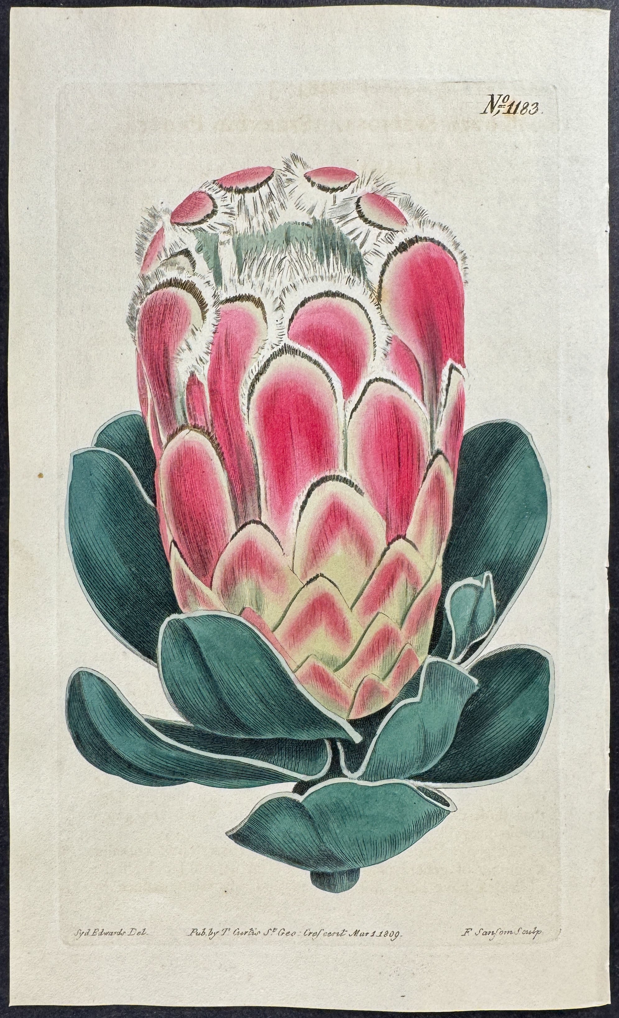 Splendid Protea