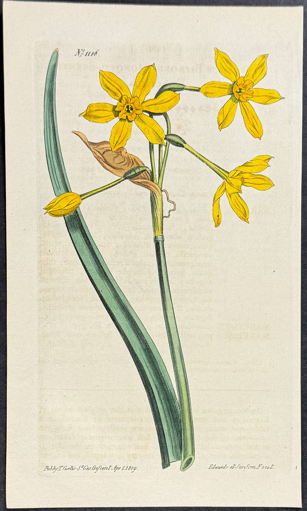 Jonquil-scented Narcissus