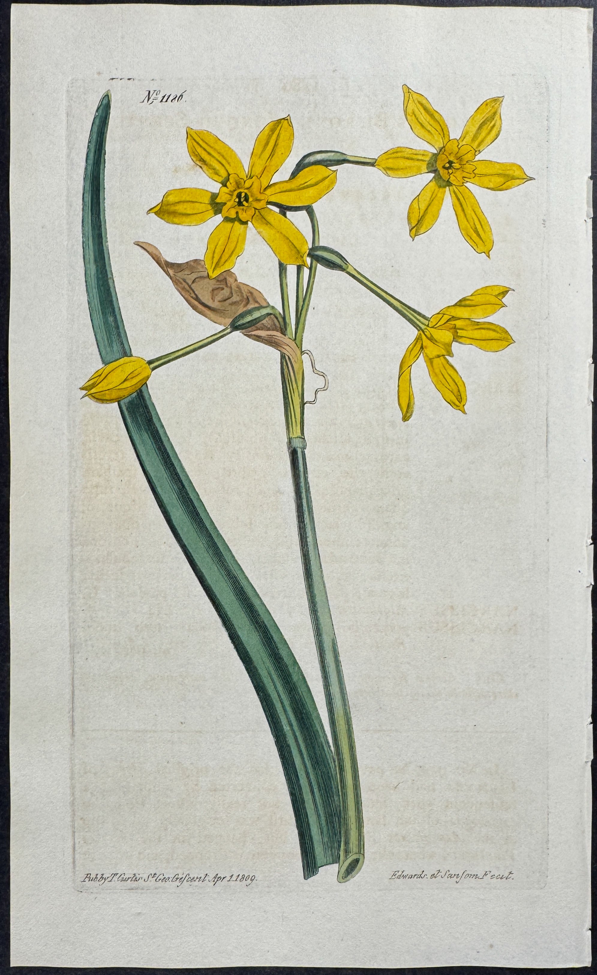 Jonquil-scented Narcissus