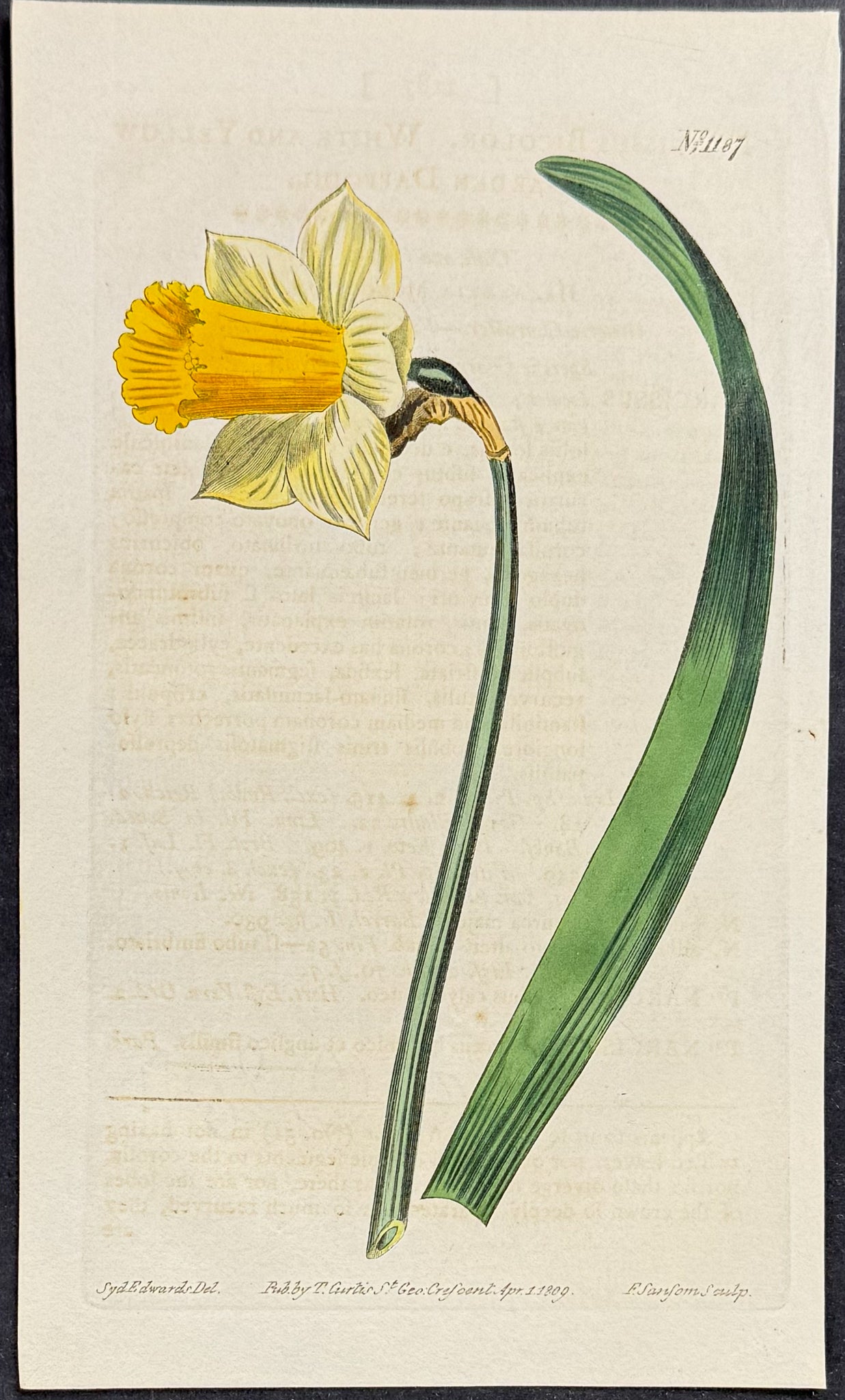 White and Yellow Garden Daffodil