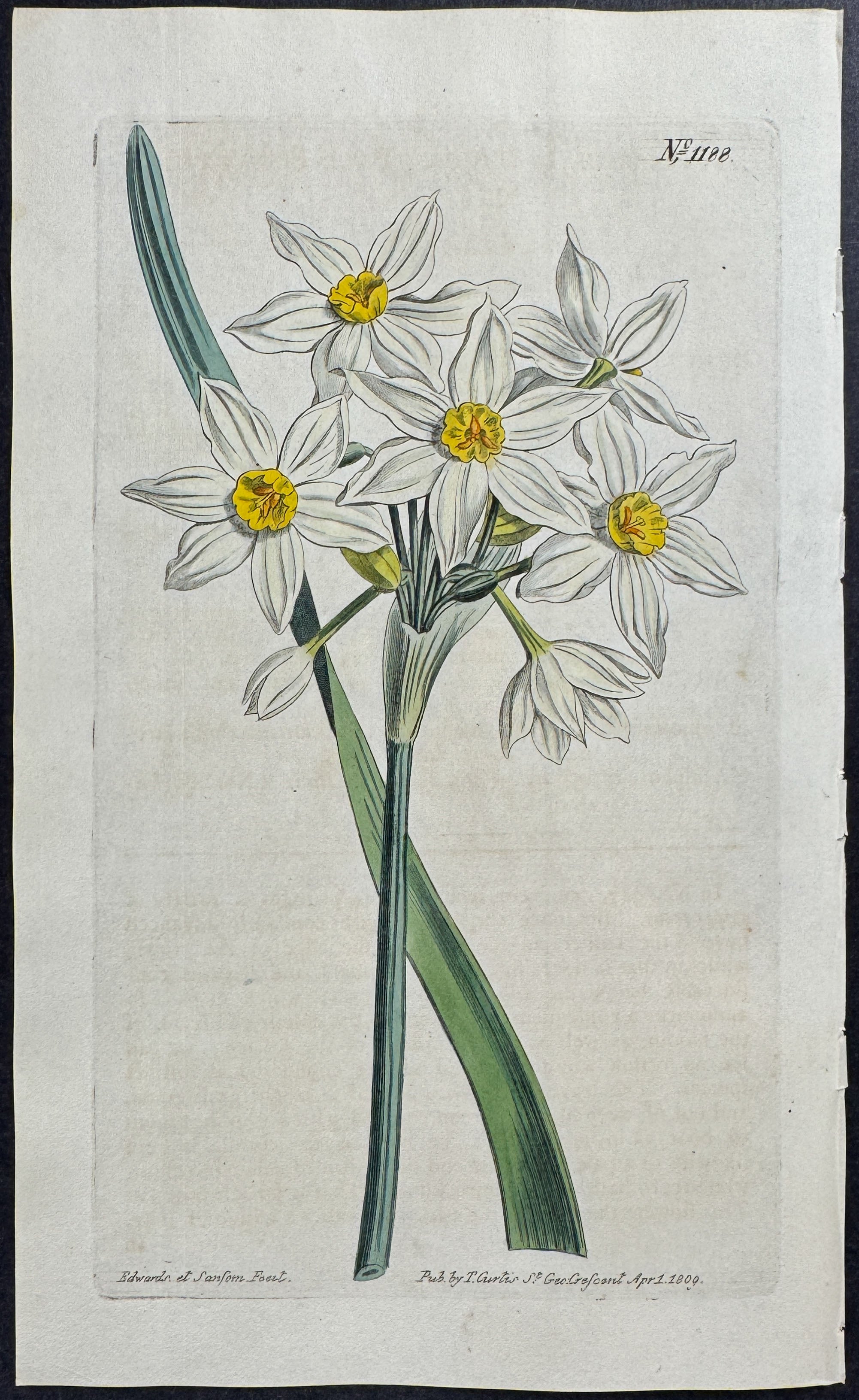 Pale-flowered Narcissus