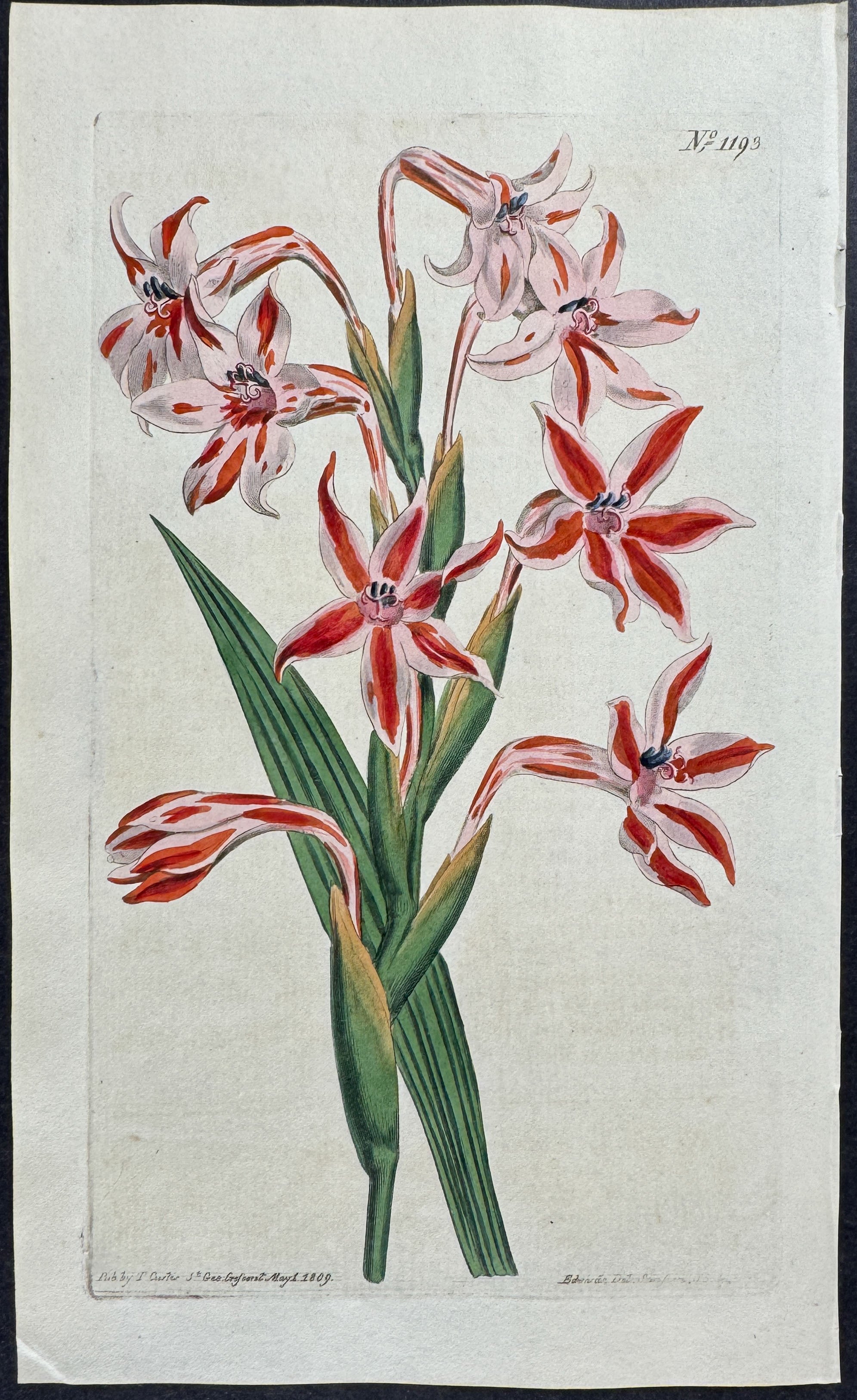 Variegated Long-Tubed Watsonia