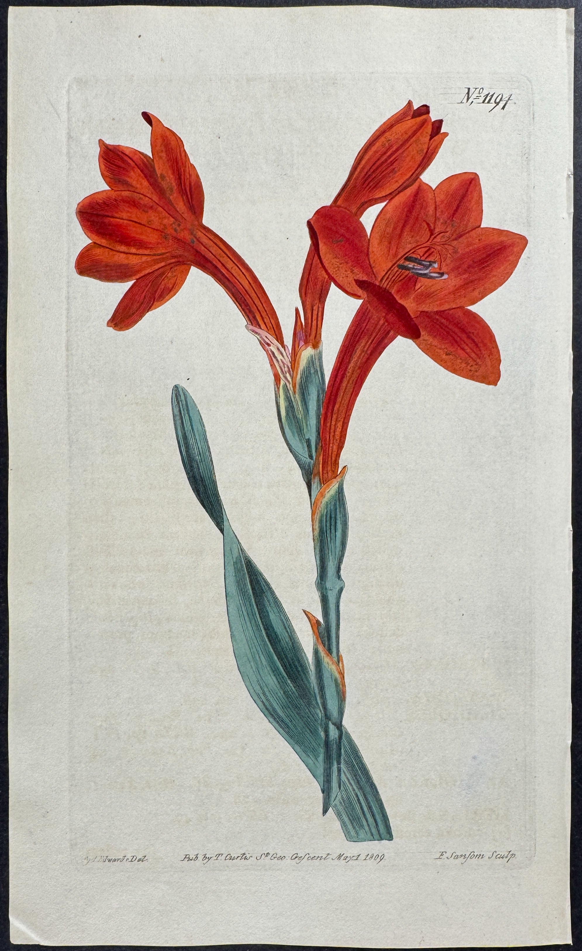 Largest Merian's Watsonia, or Scarlet Tuberose