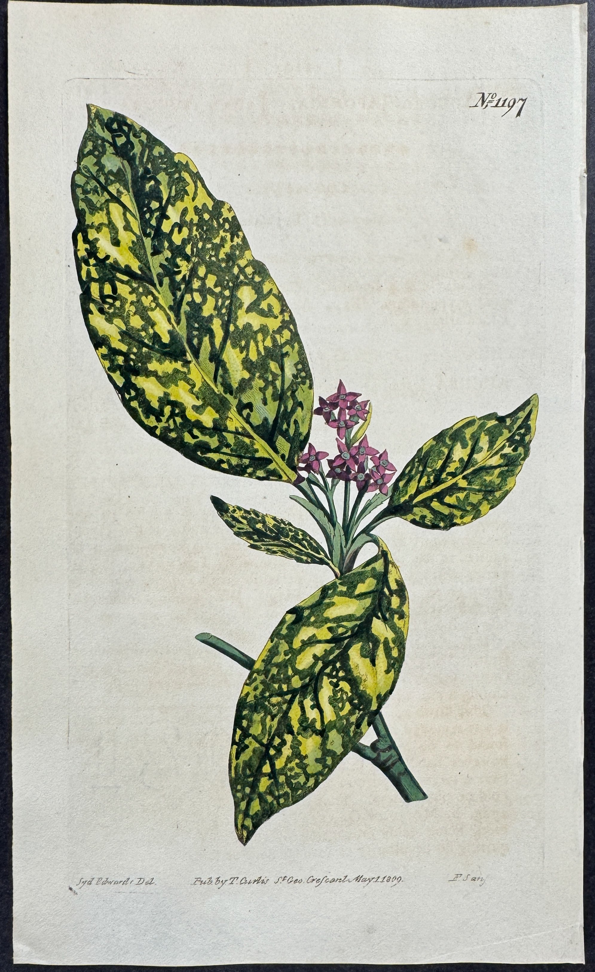 Japan Auccuba