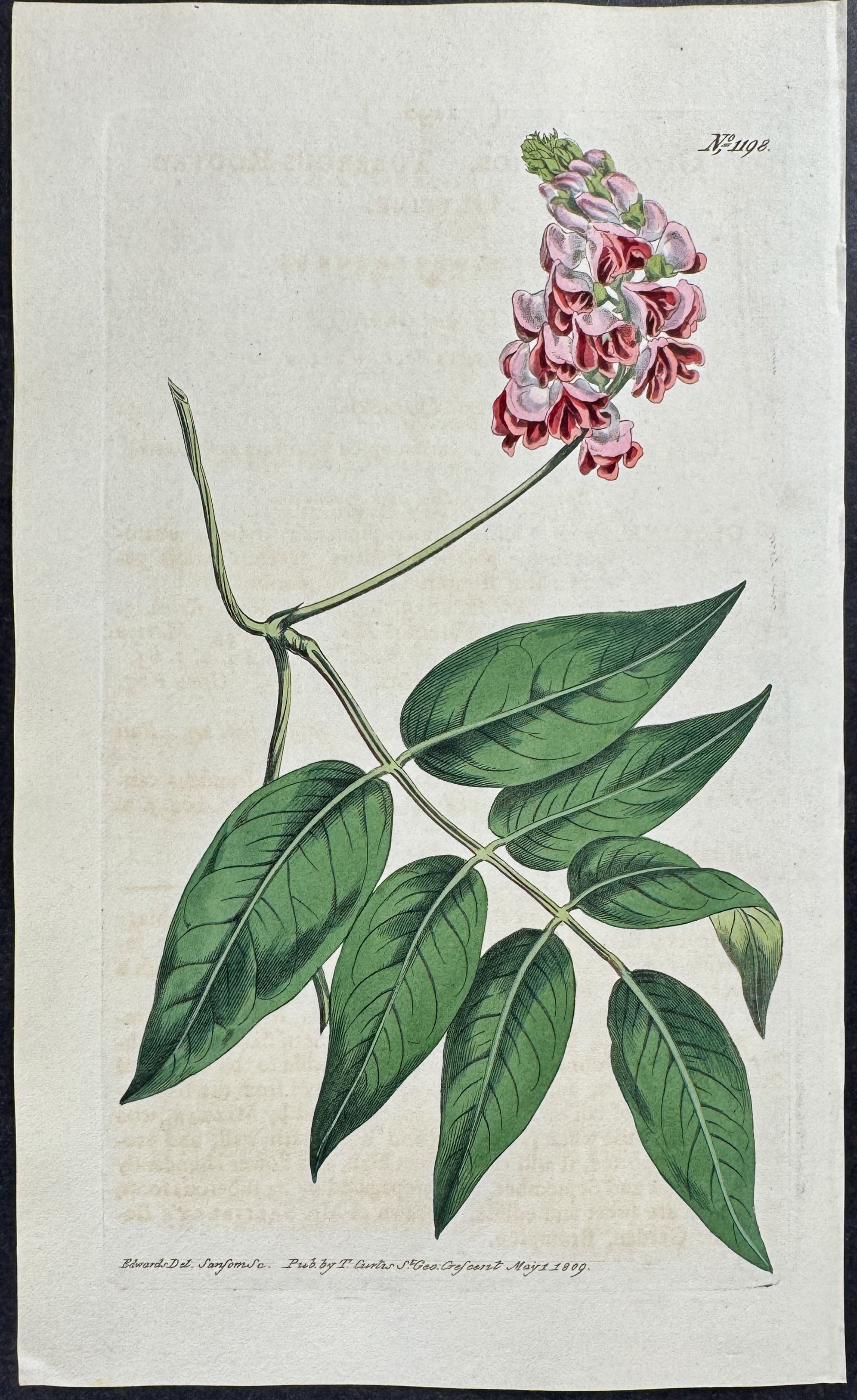 Tuberous-rooted Glycine