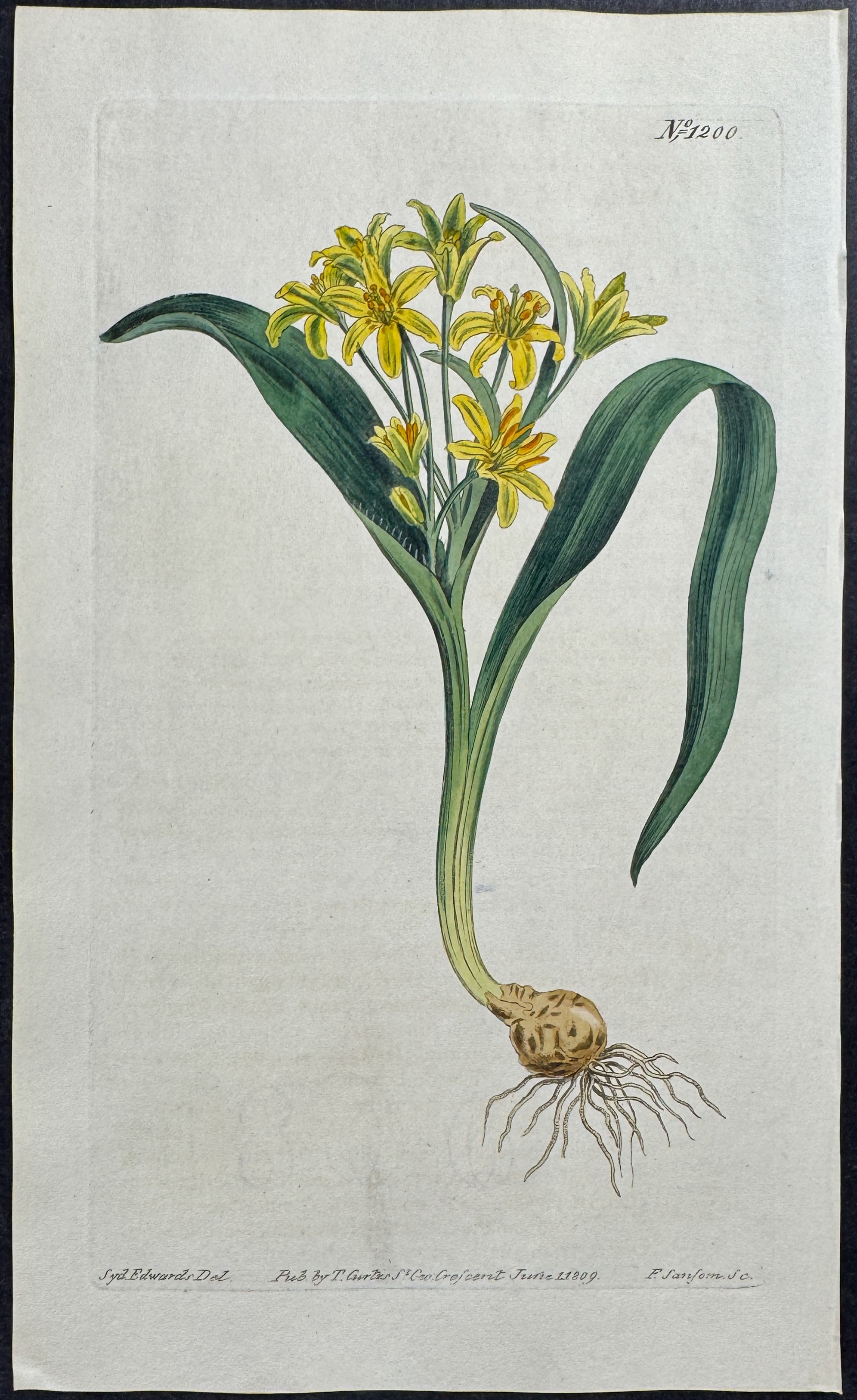 Yellow Gagea