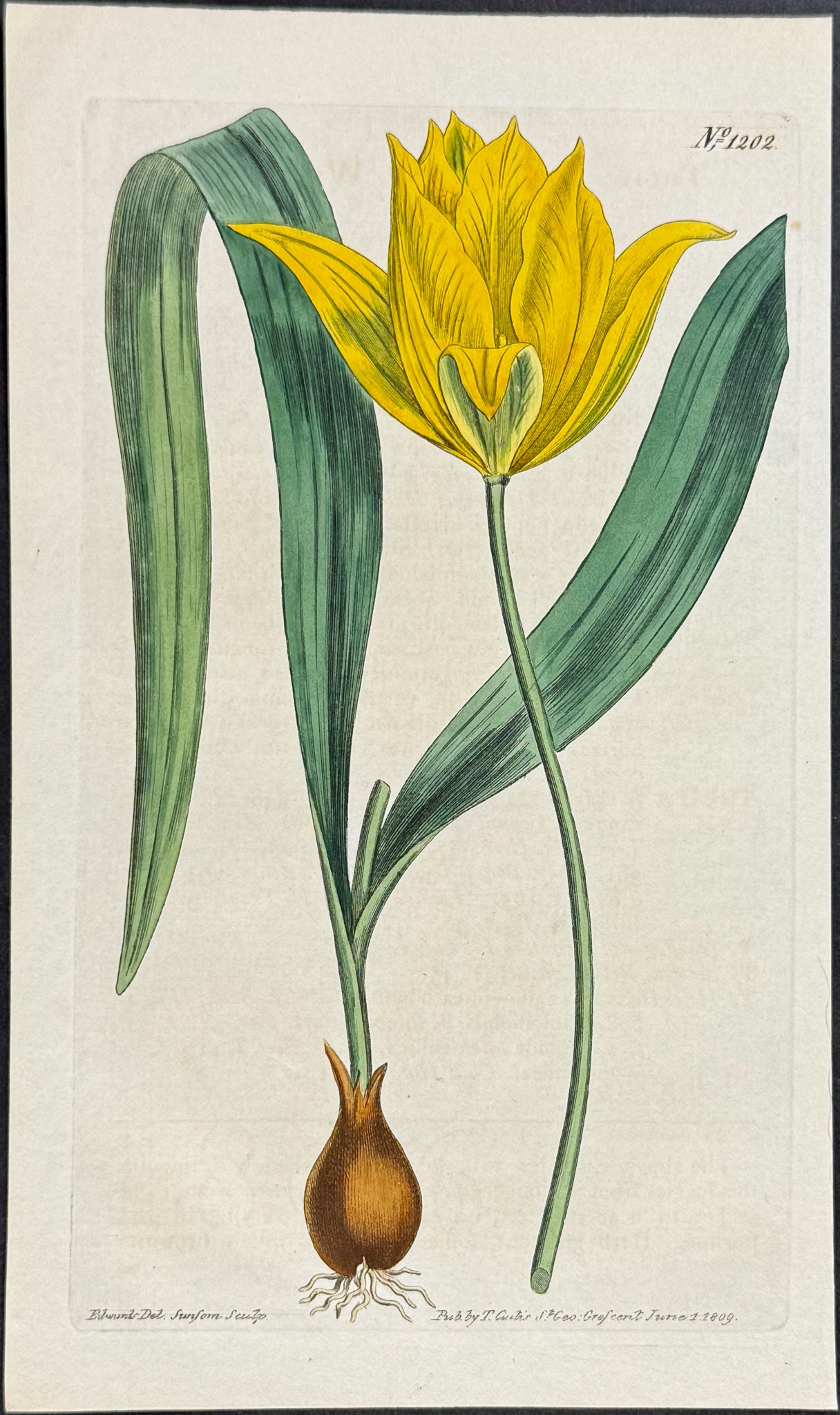 Wild Tulip