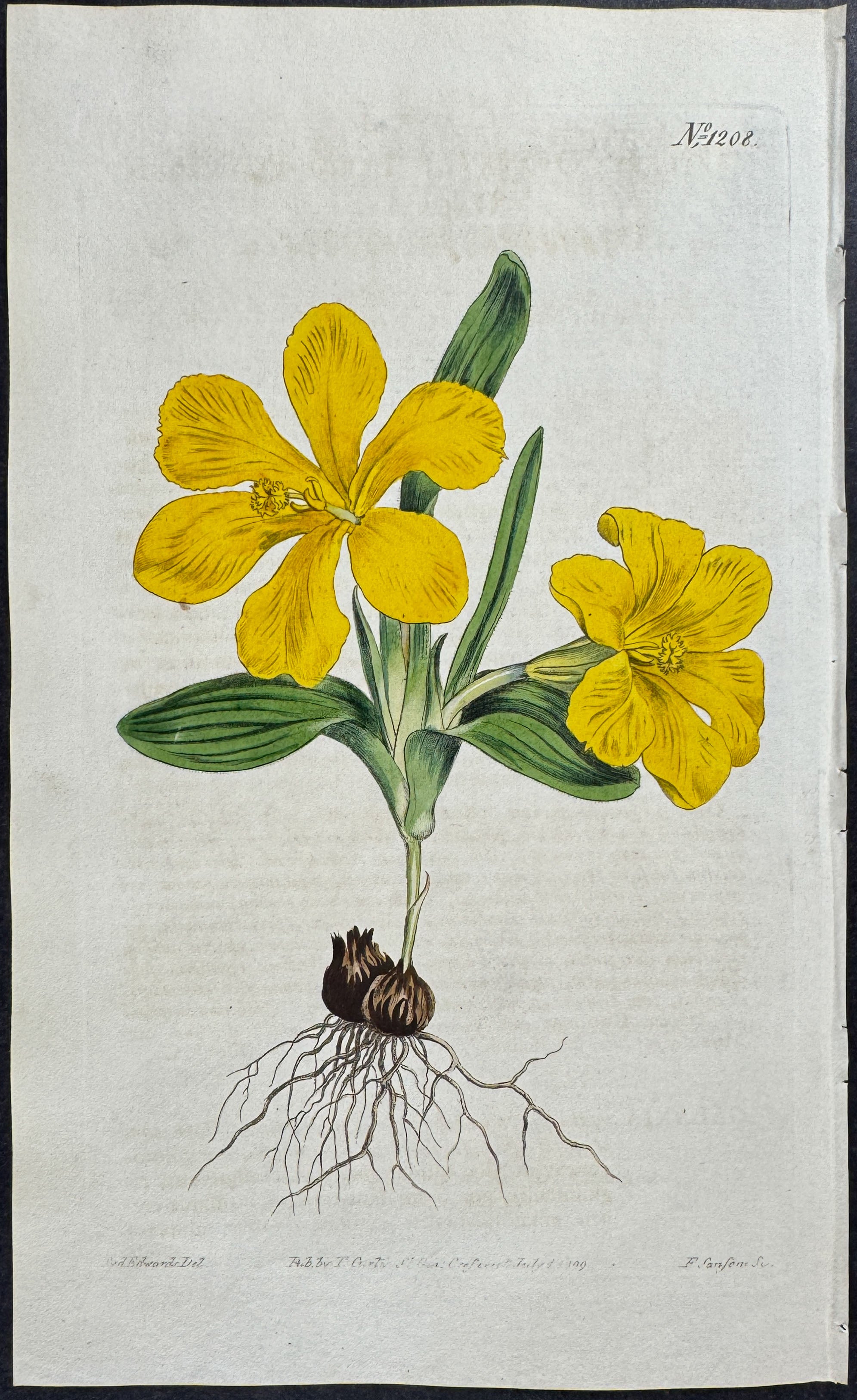 Large-flowered Galaxia