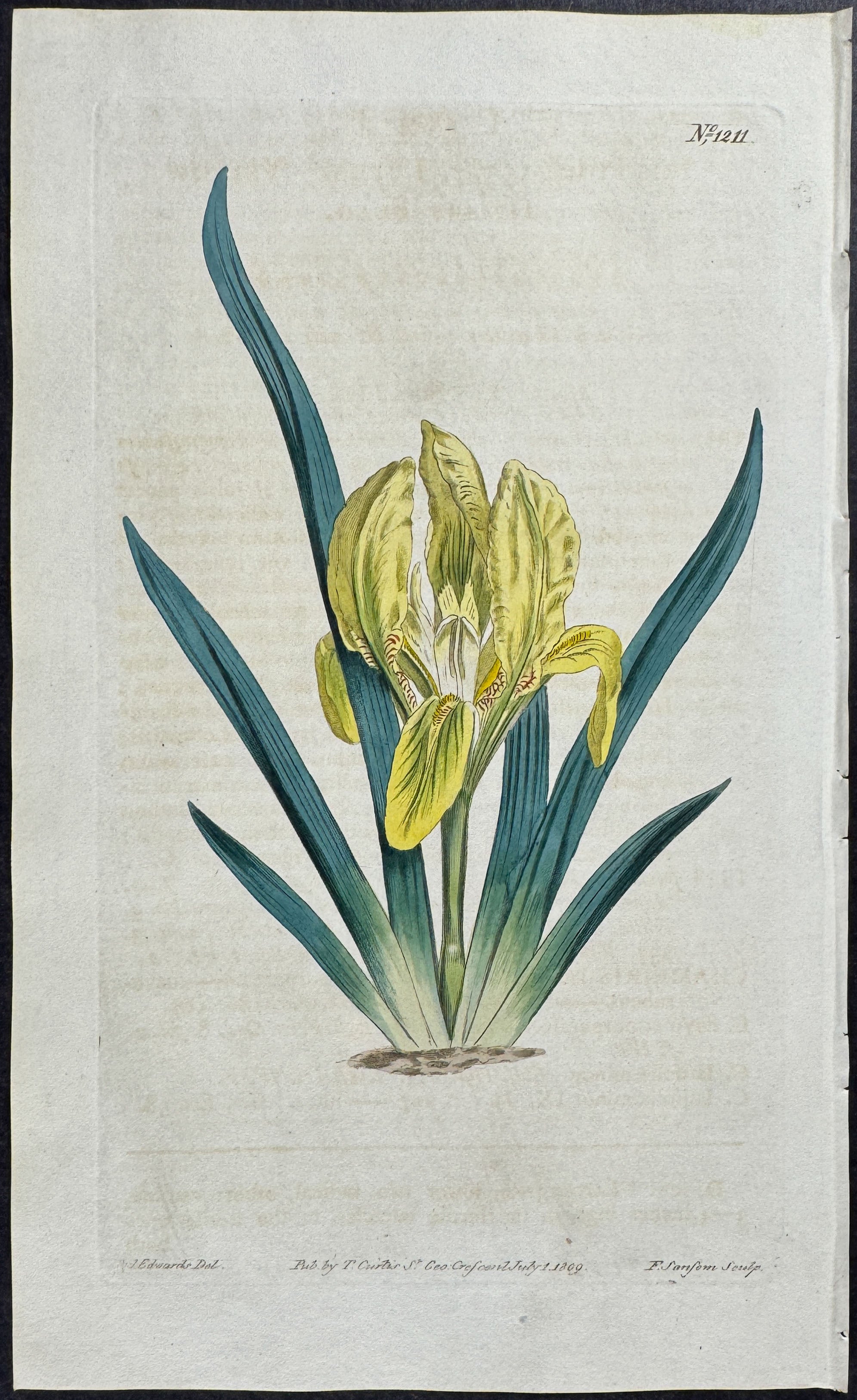 Iris - Netted-leaved Mirbelia