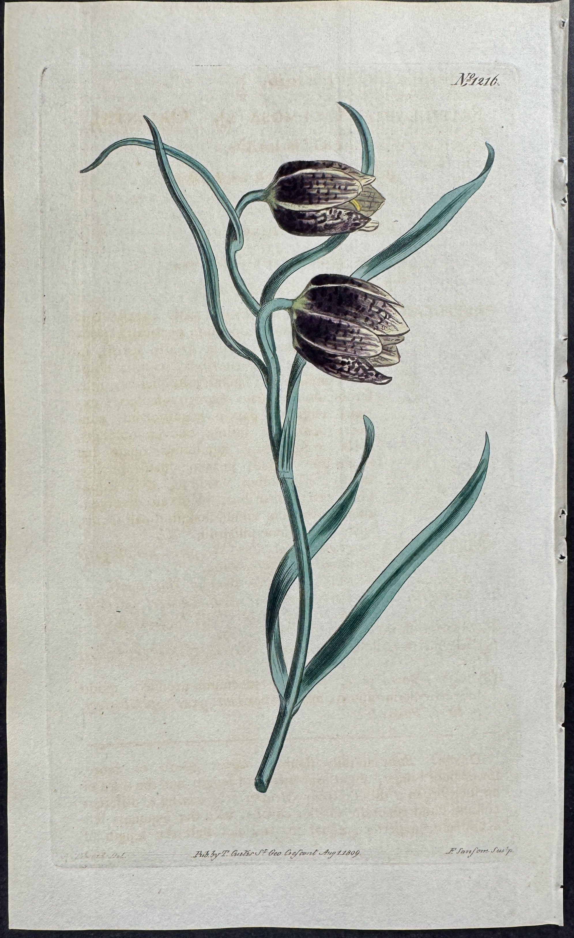 Oriental Fritillary