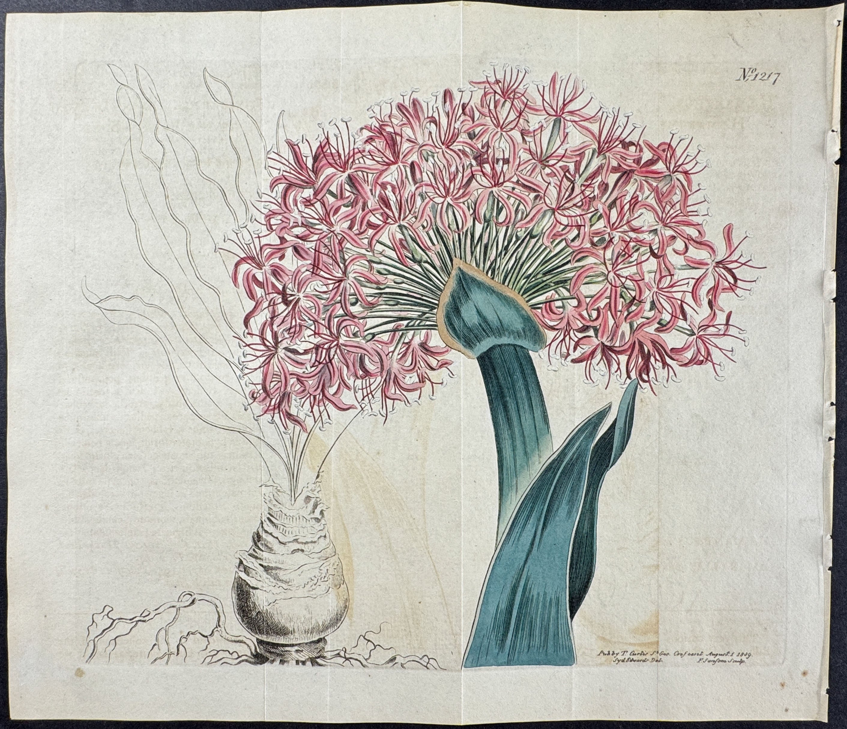 Fan-leaved Haemanthus, or the Poison-Bulb