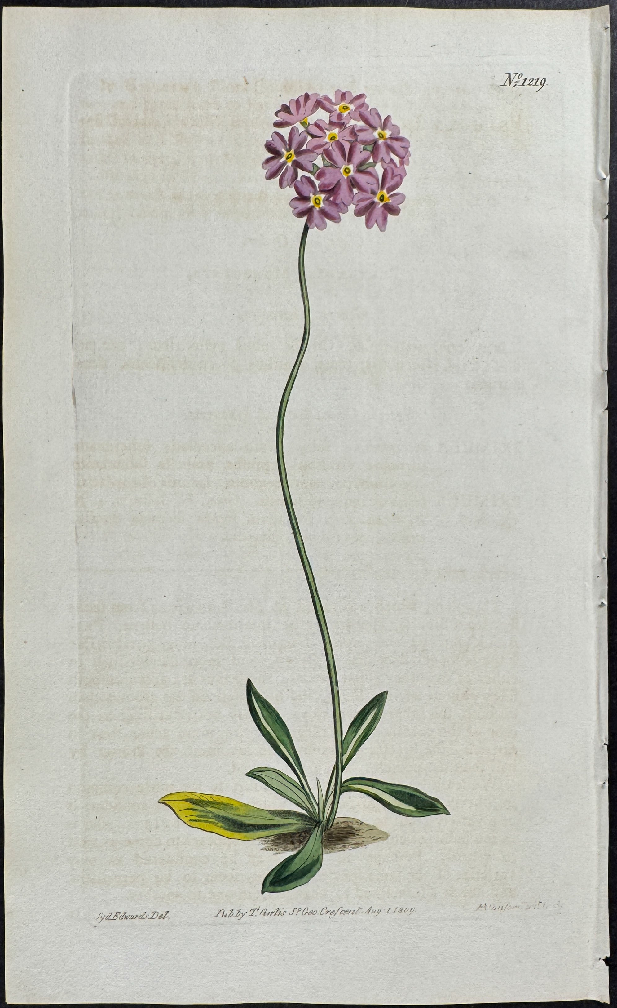 Siberian Birds-eye-primrose