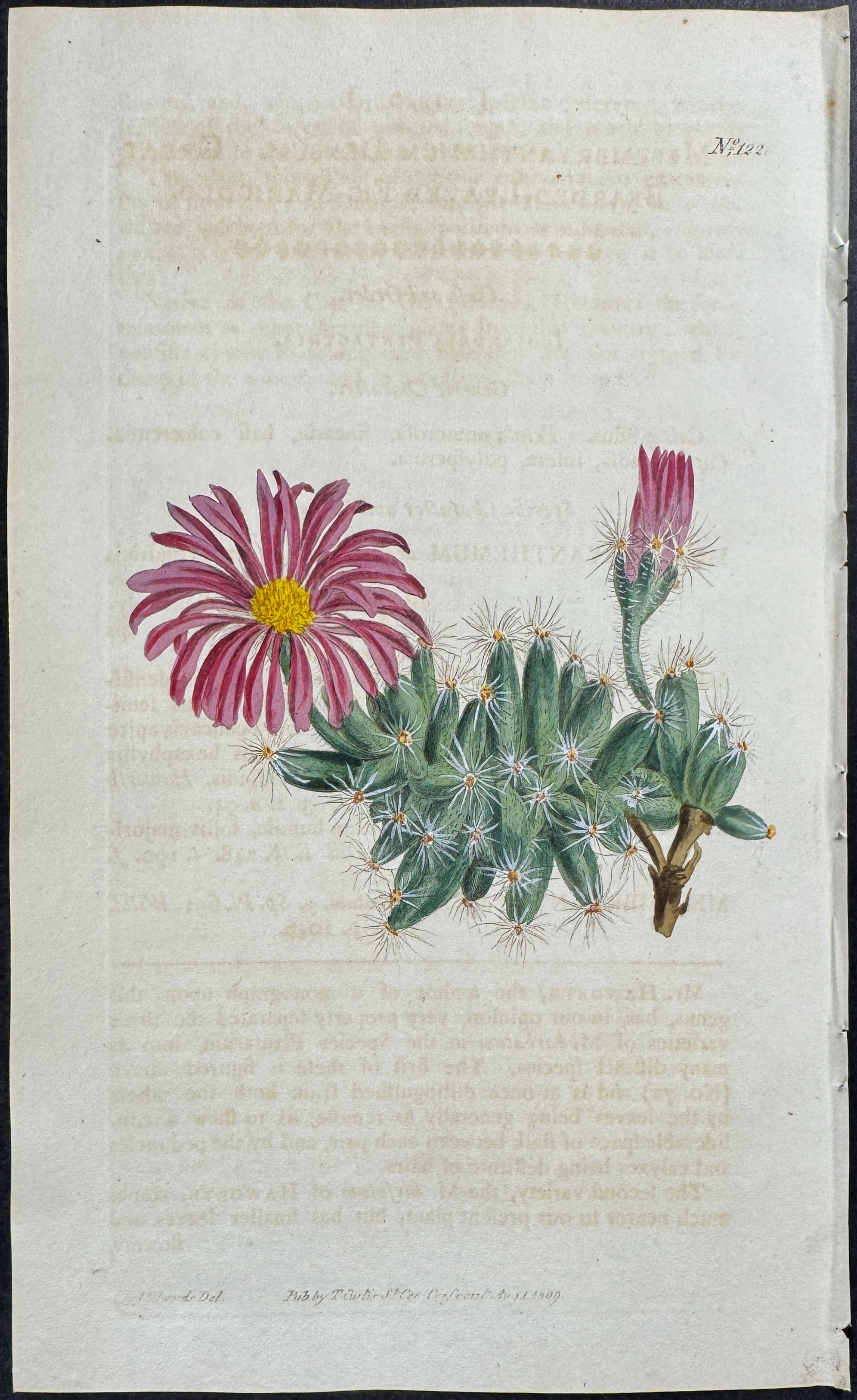 Great Bearded-leaved Fig-marigold