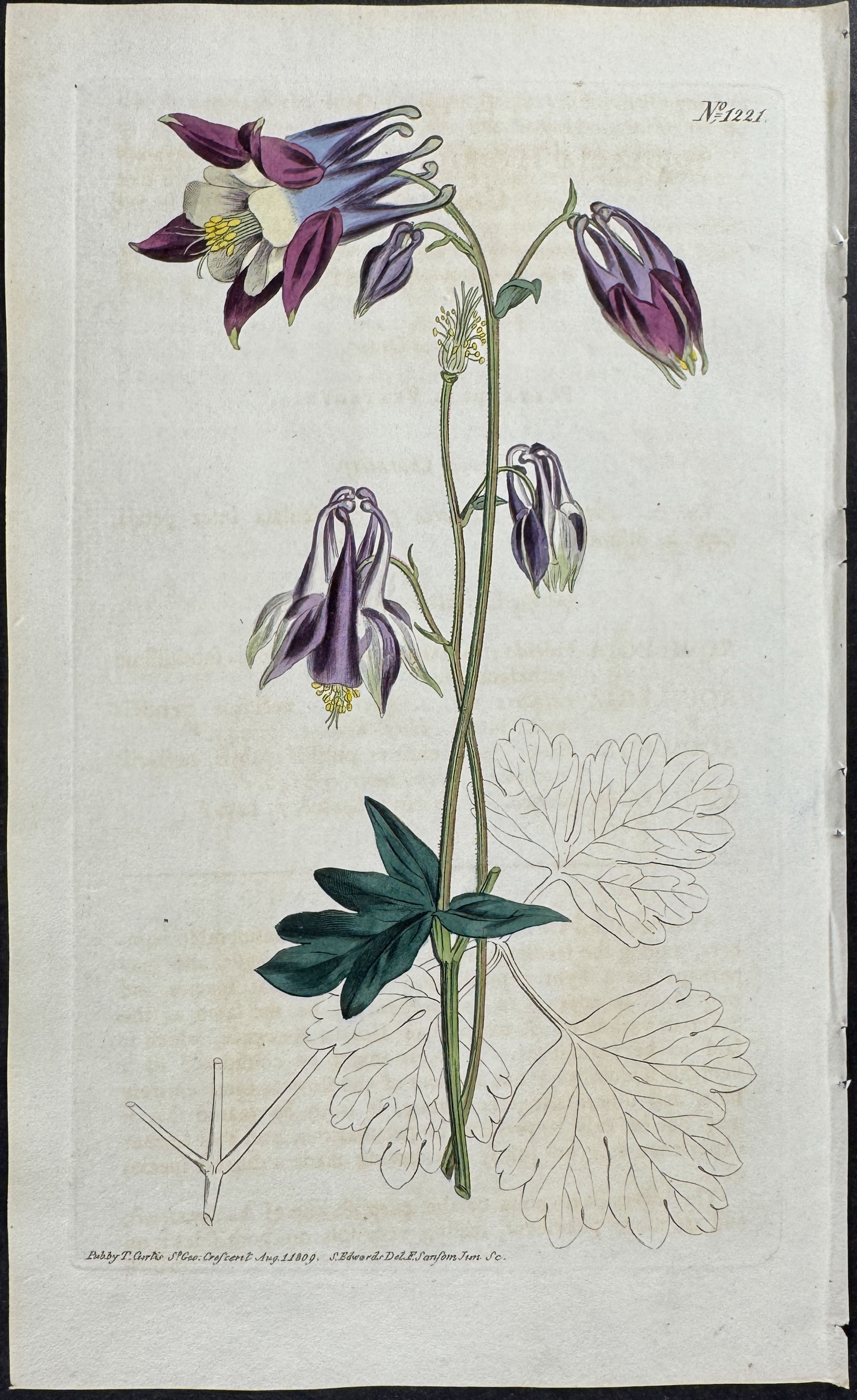 Two-coloured Columbine