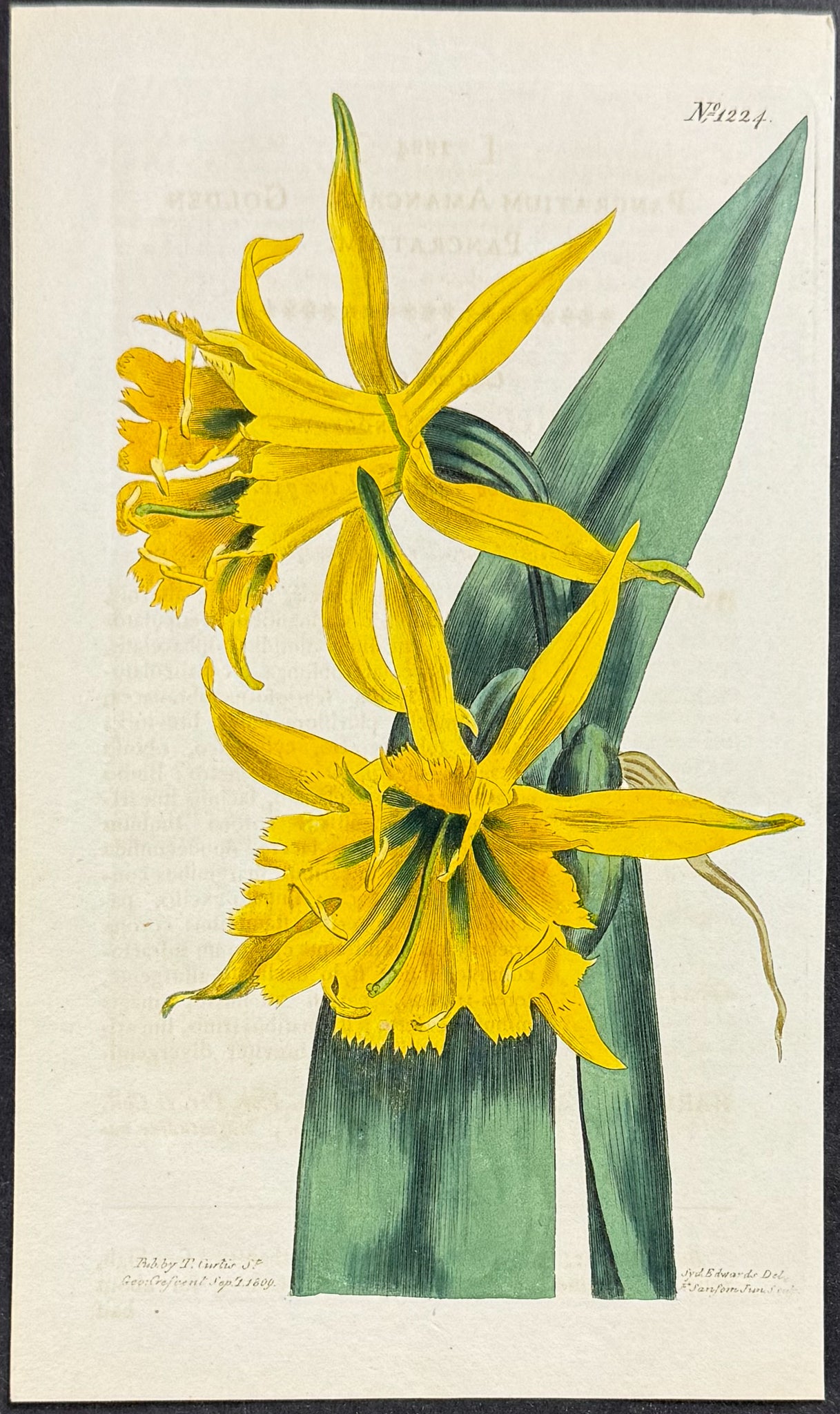 Golden Pancratium