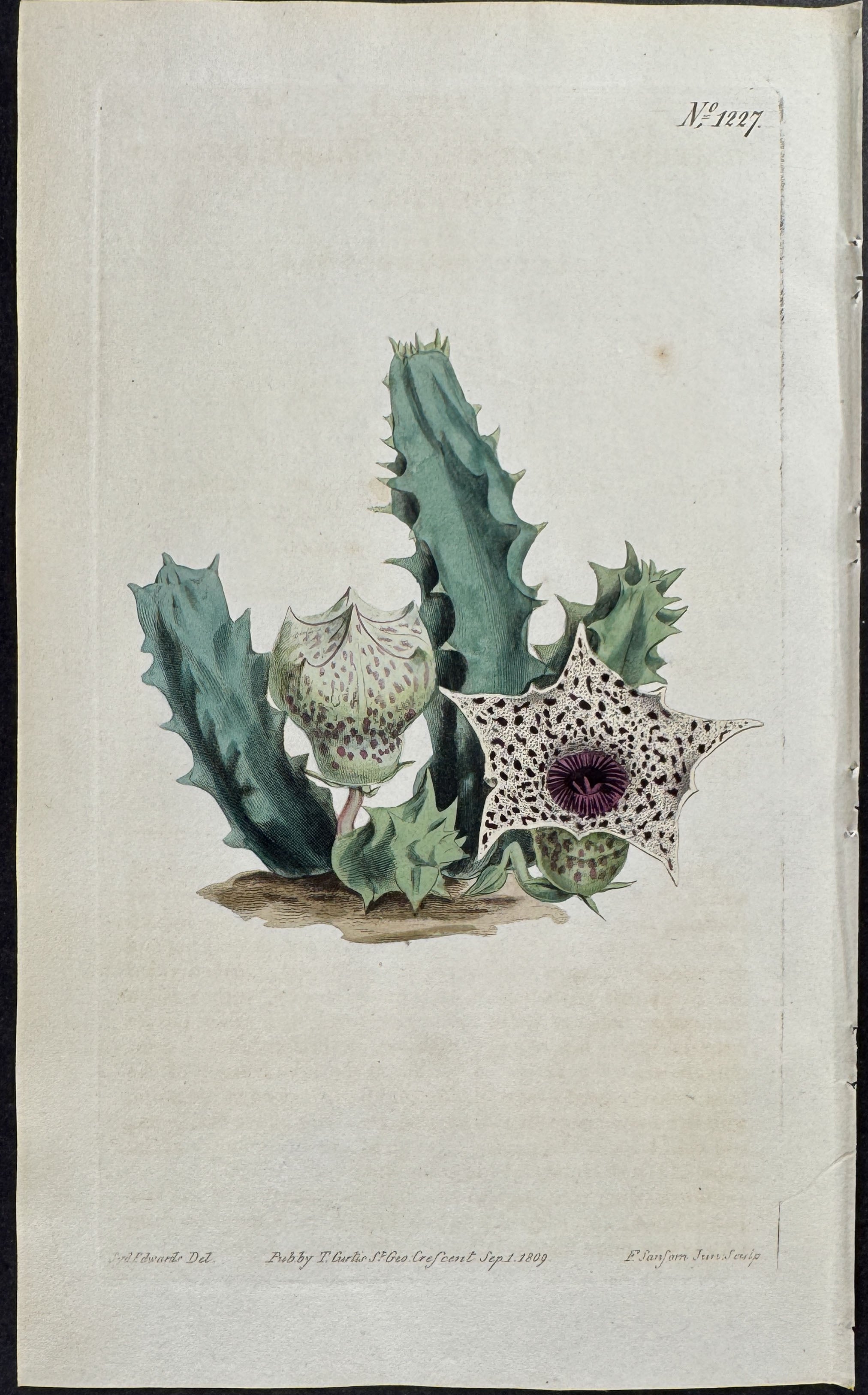 Bell-Flowered Stapelia or Carrion Flower