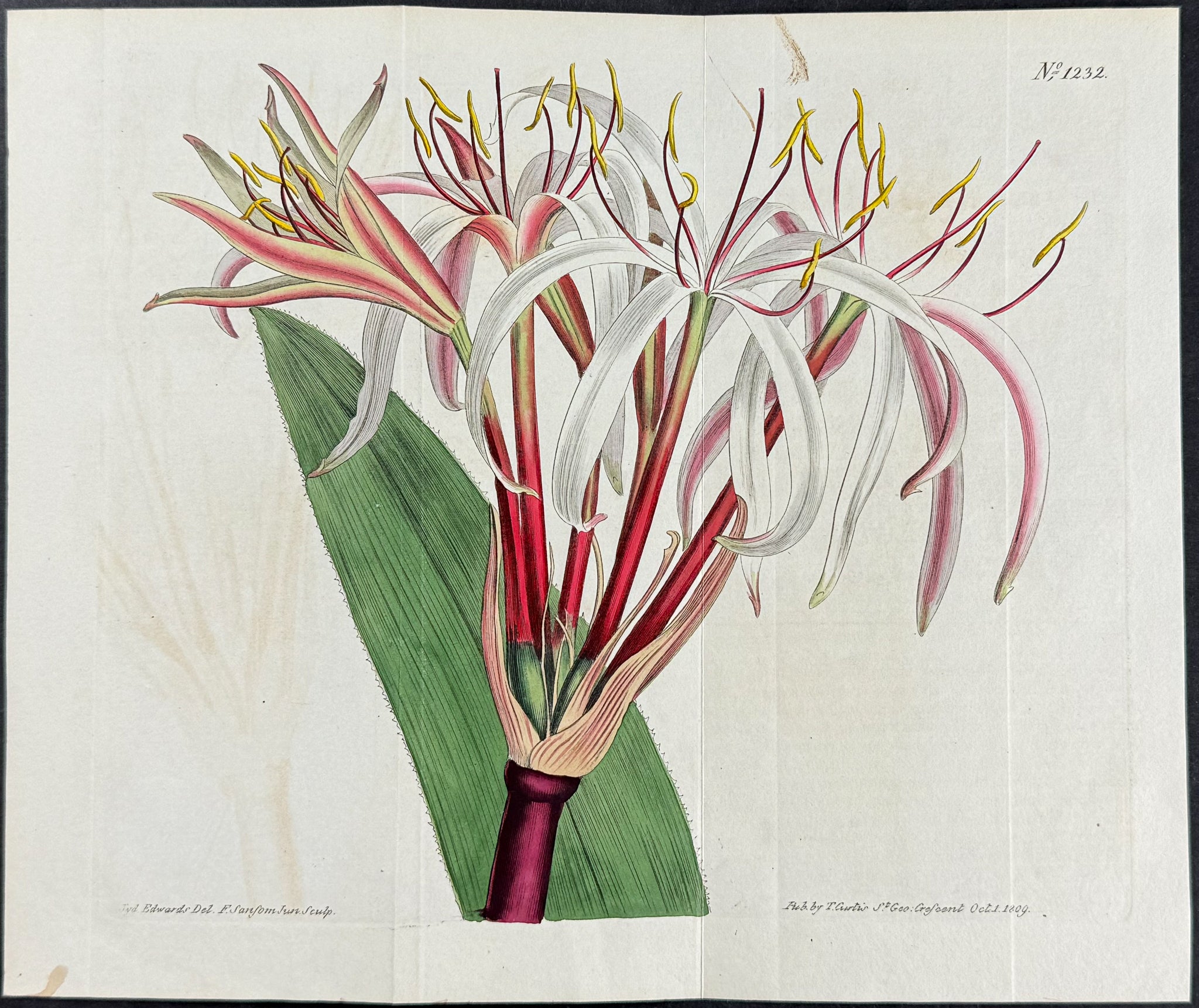 Blush-coloured Crinum