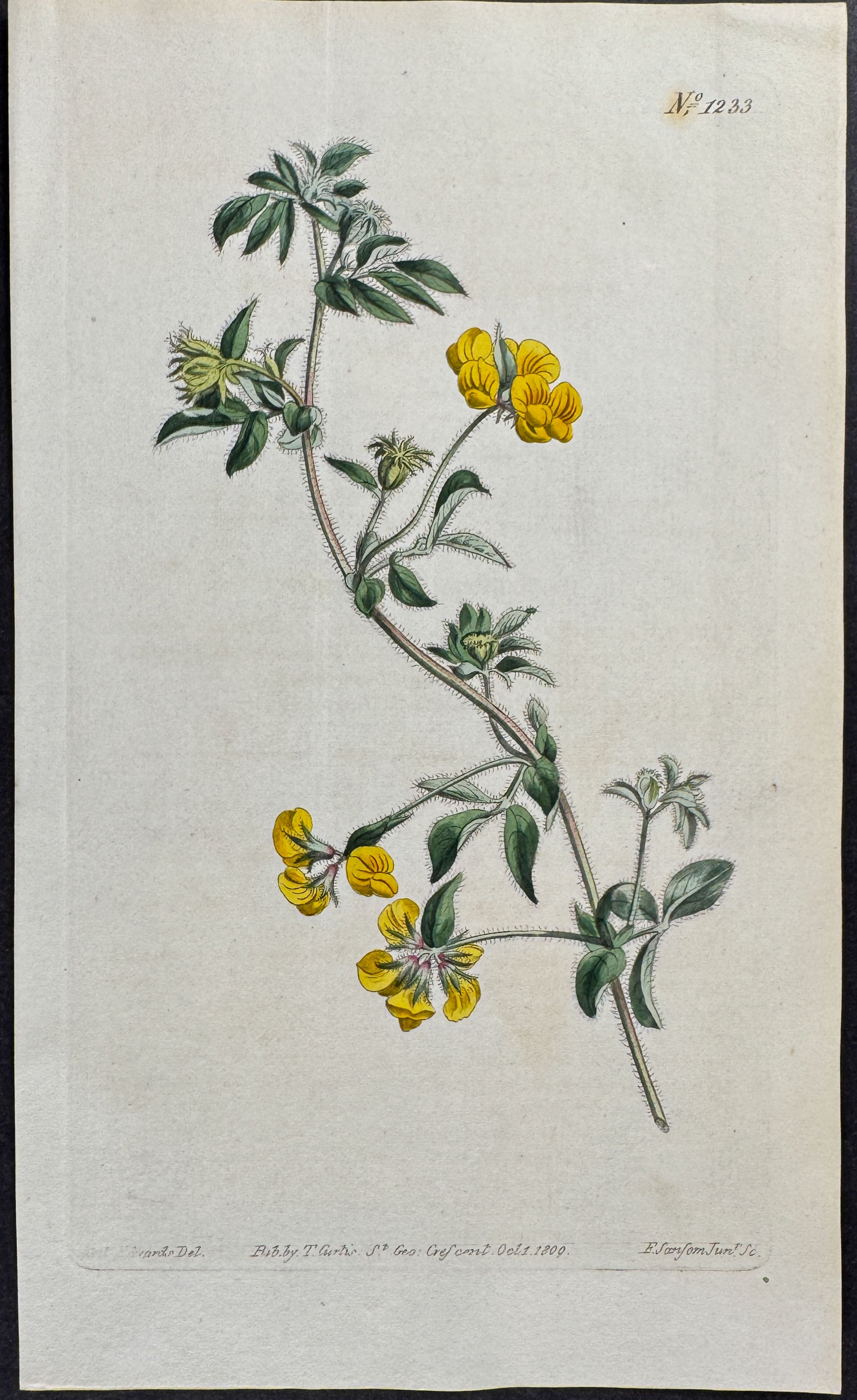Sweet Scented Birds-foot Trefoil