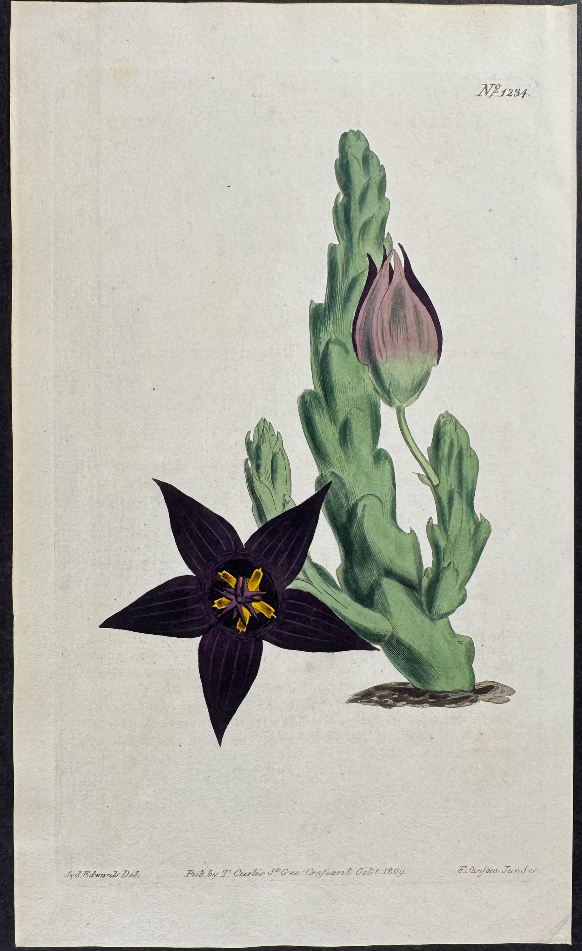 Dingy-Flowered Stapelia or Carrion Flower