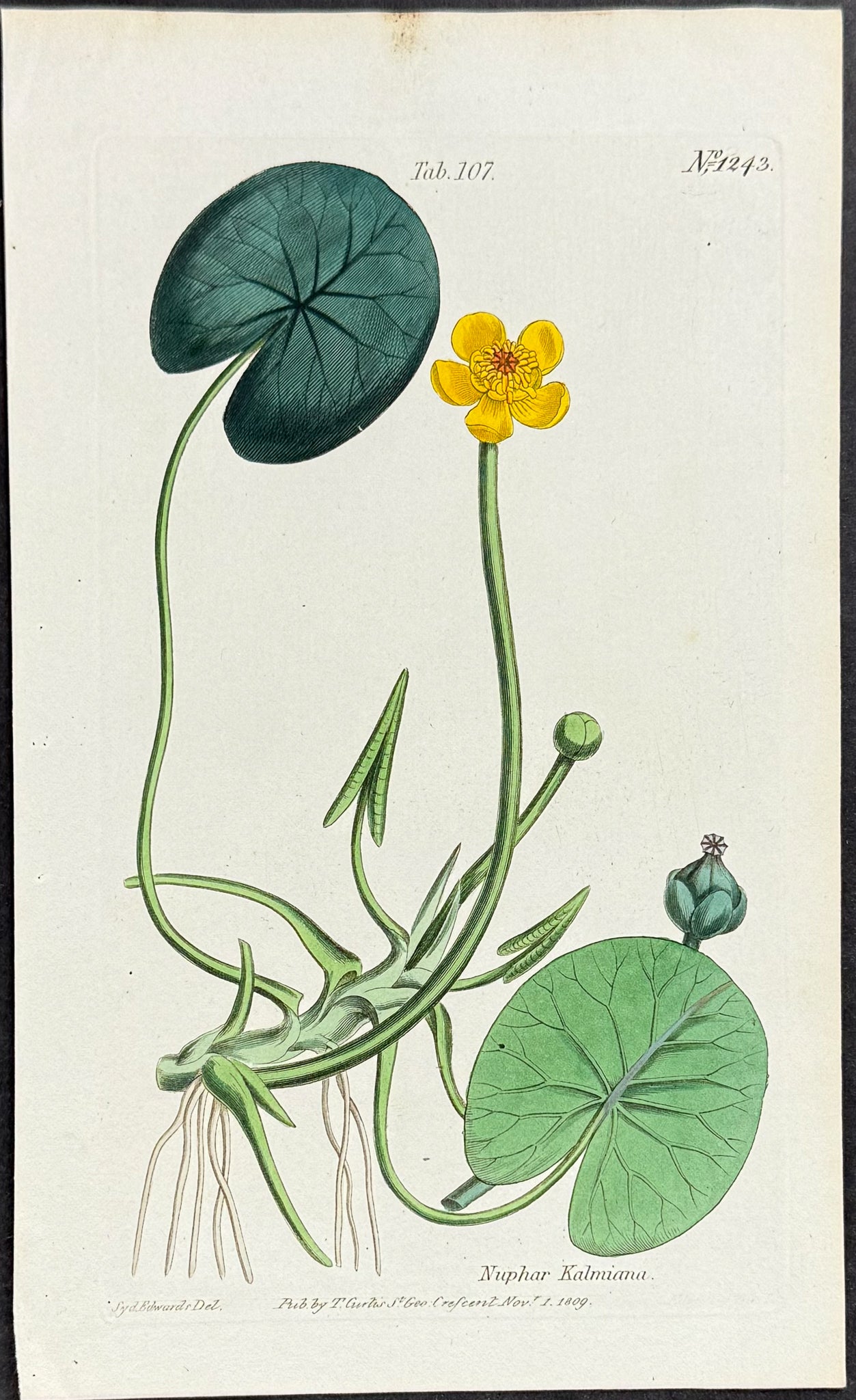 Pond Lily [Nuphar Kalmiana]
