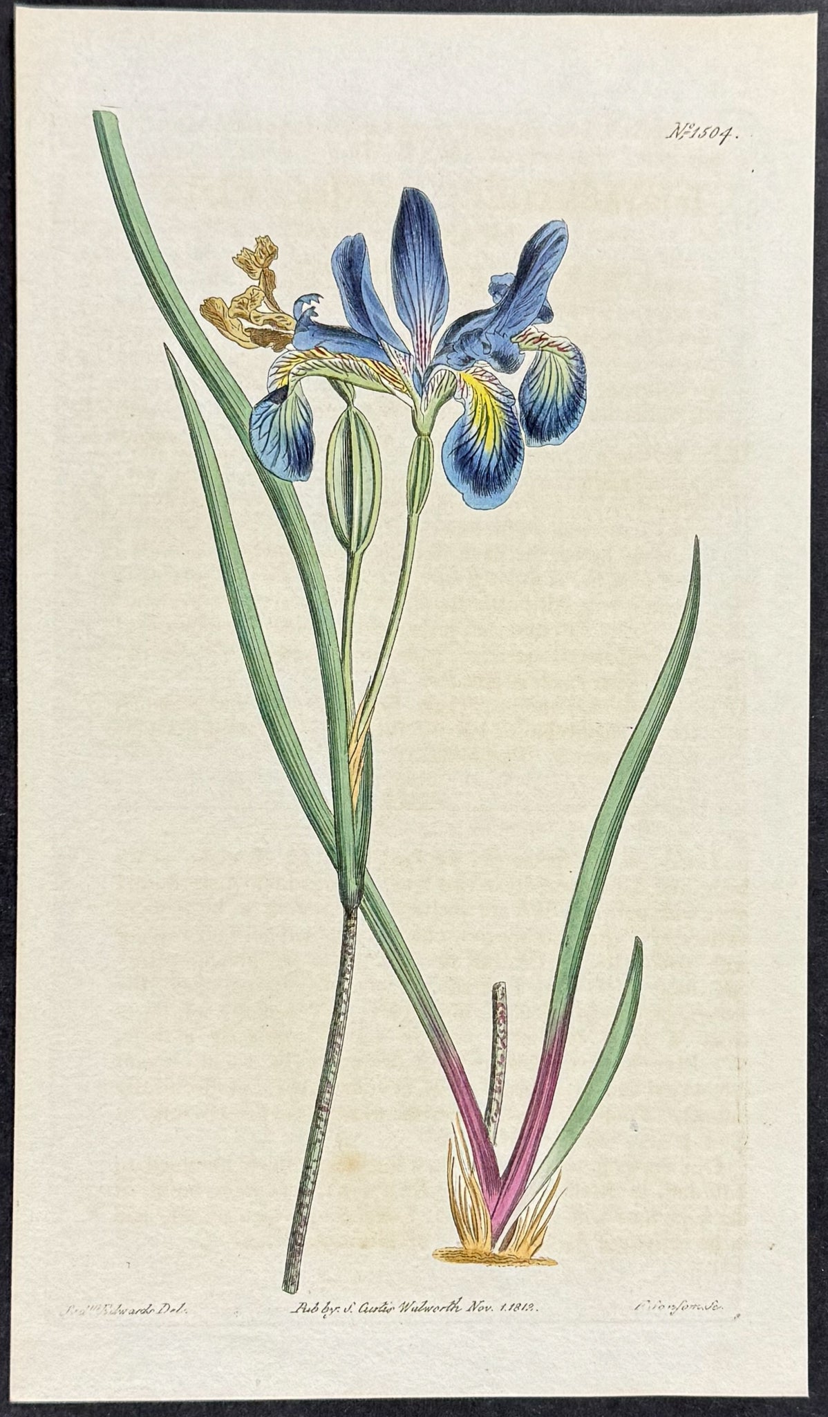 New-Jersey Iris